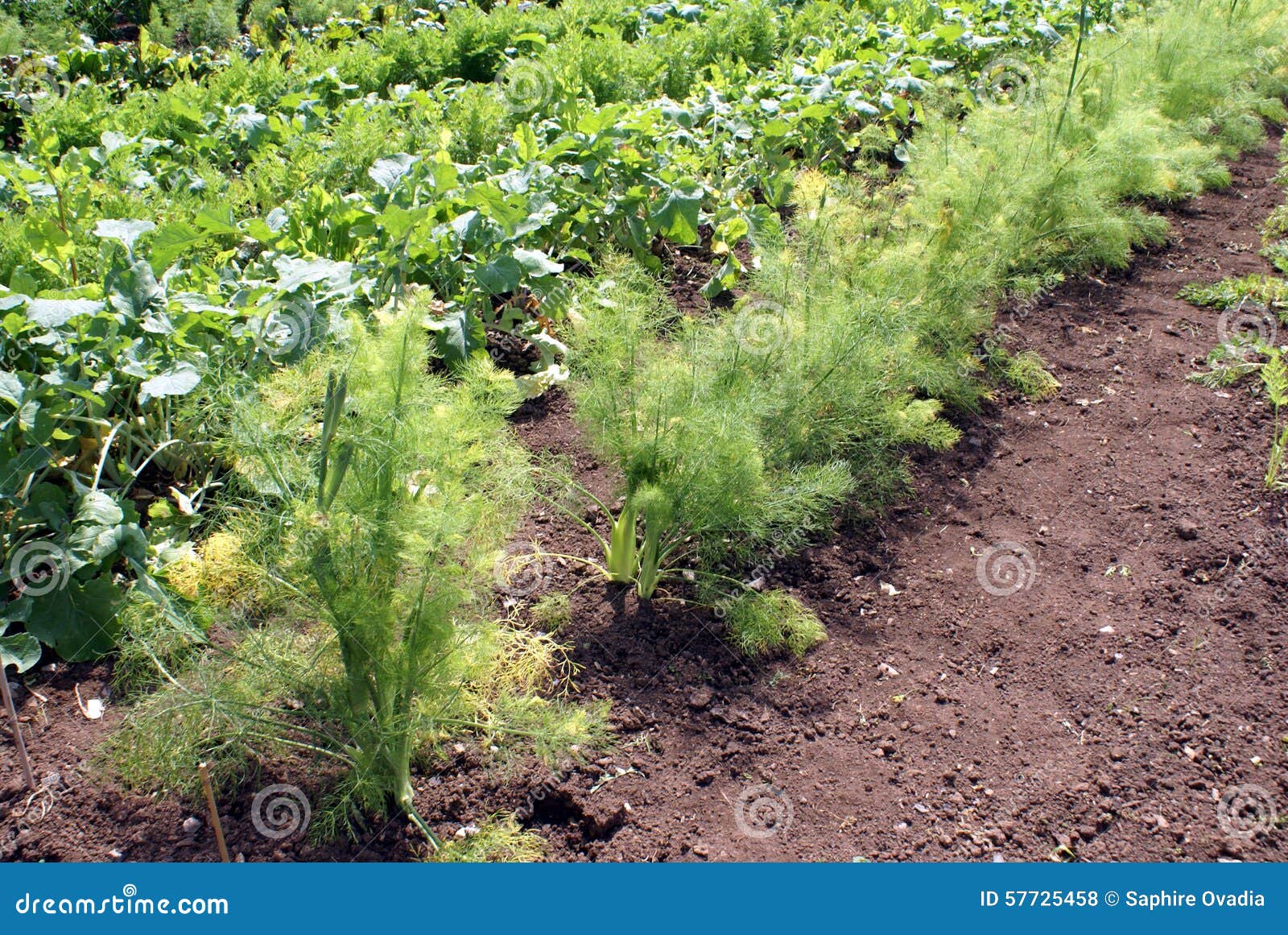 Fennel Herb Growing in a Vegetable Garden Stock Photo Image of