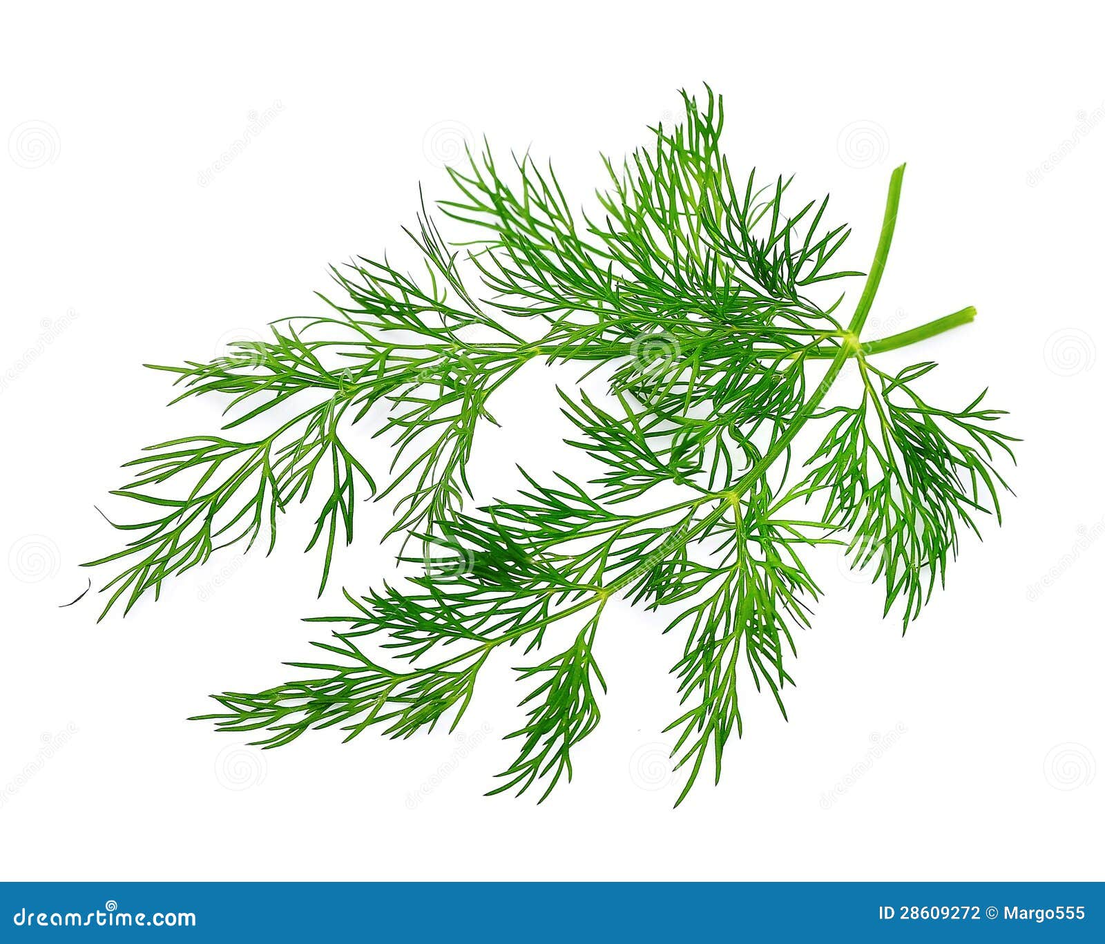 Fennel herbs stock photo. Image of dill, macro, nature 28609272