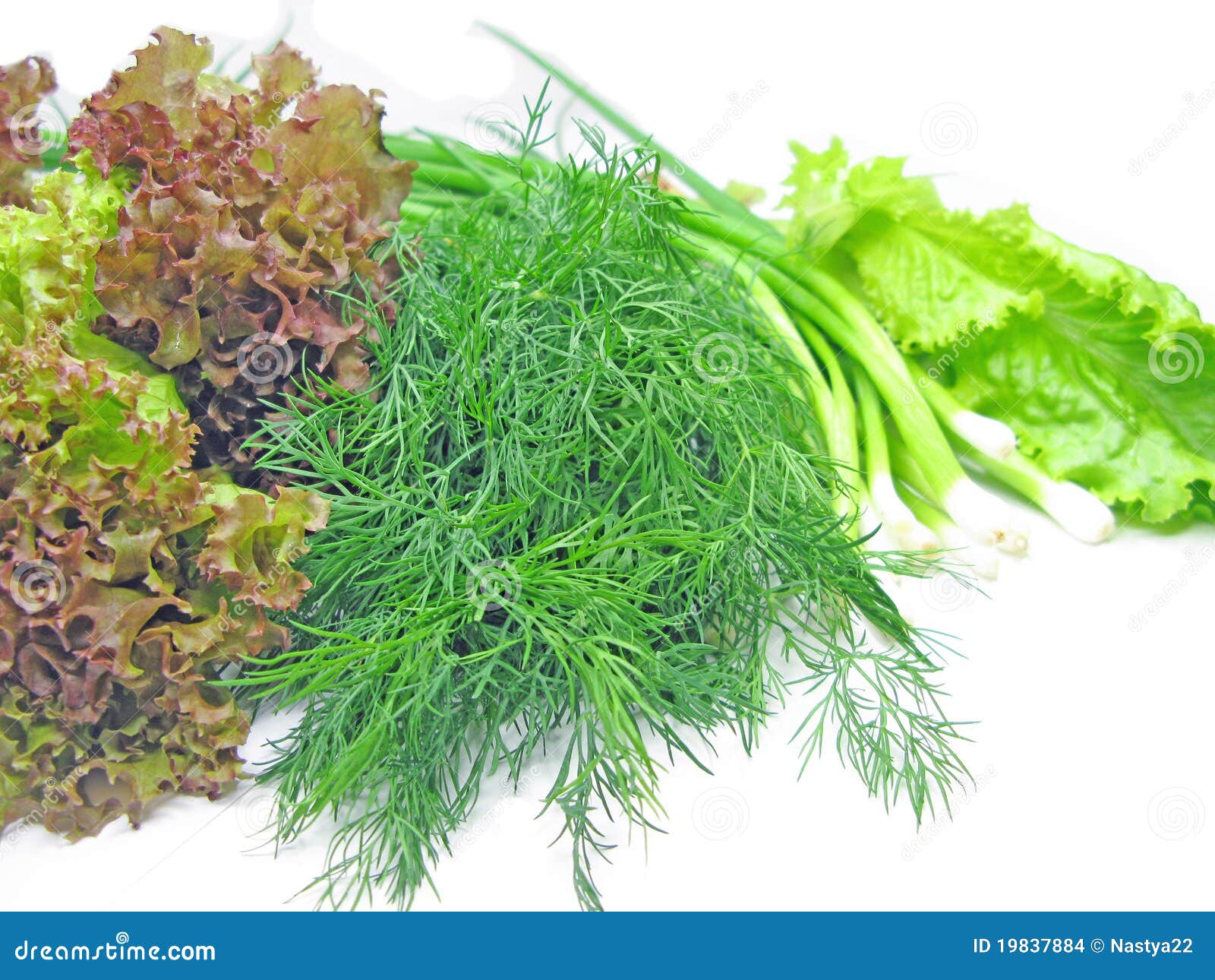 Fennel Lettuce Onion for Vegetable Salad Stock Photo Image of plate