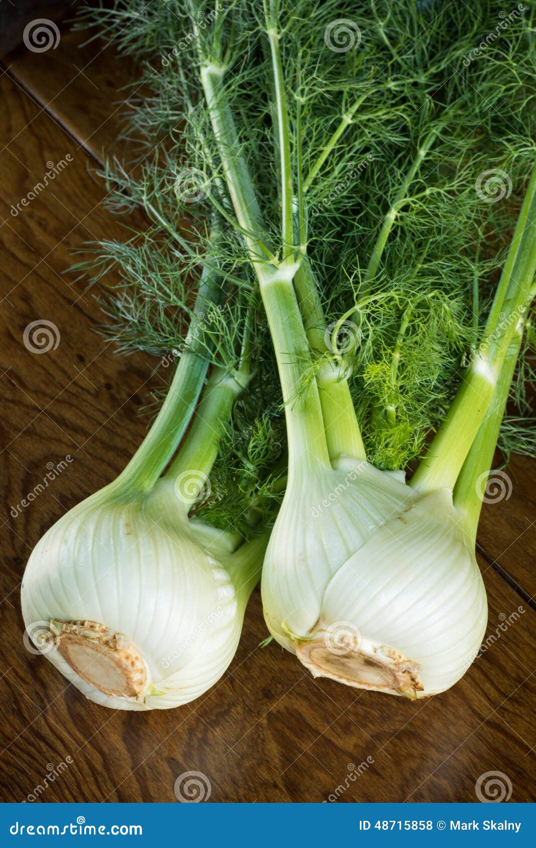 Fennel stock photo. Image of studio, fruits, food, brown 48715858