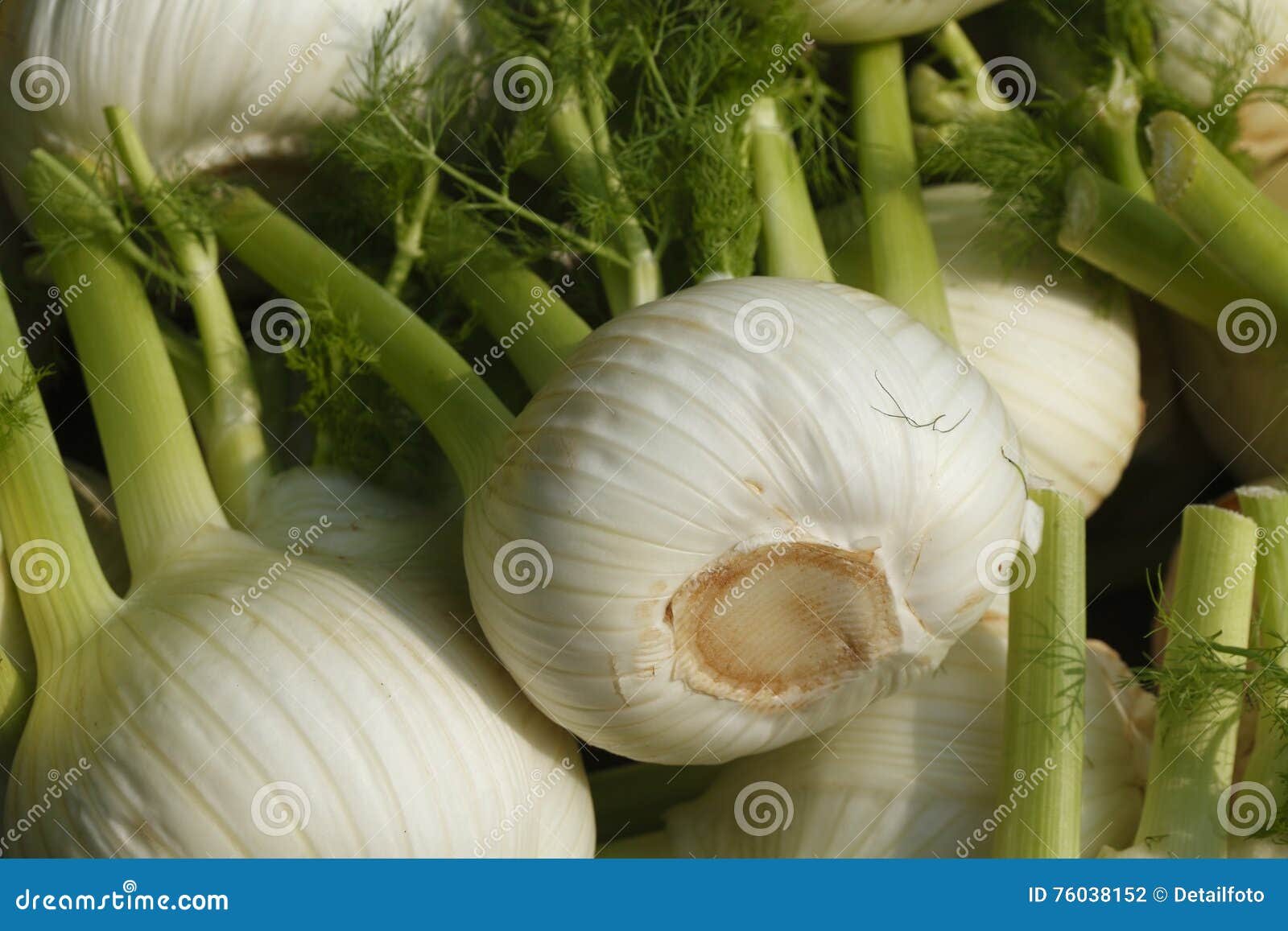 Fennel stock photo. Image of food, vegetables, germany 76038152