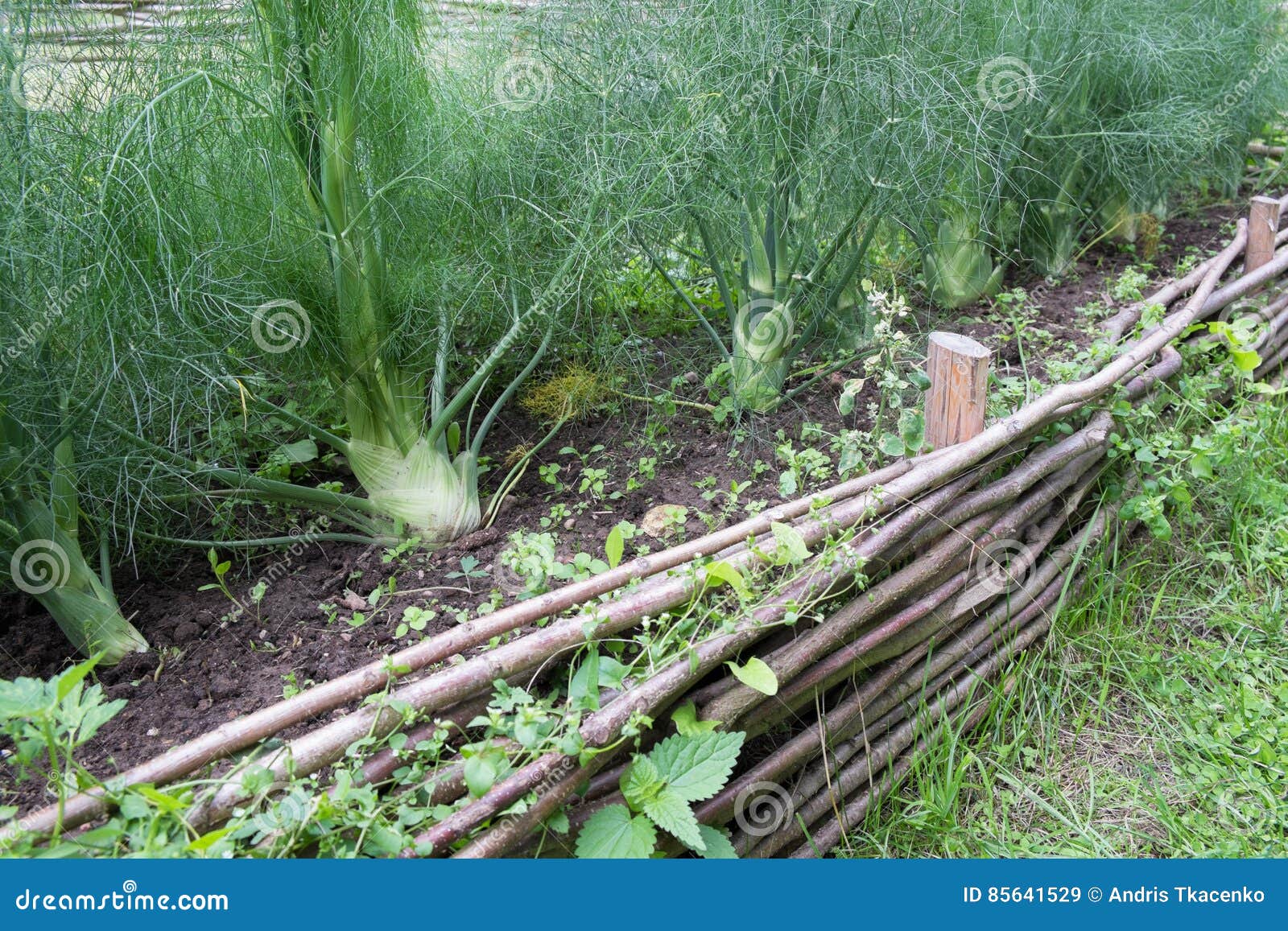 Fennel in Medieval Style Garden Stock Image Image of vegetable