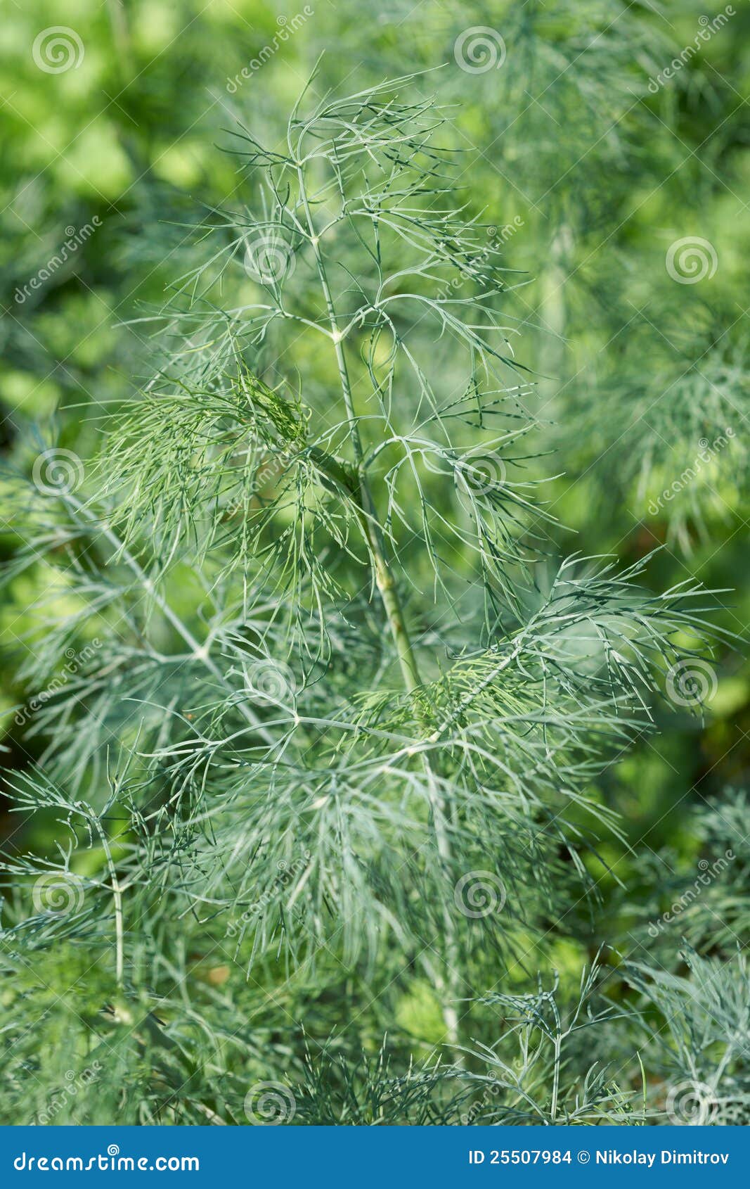 Fennel plant stock photo. Image of agriculture, garden 25507984