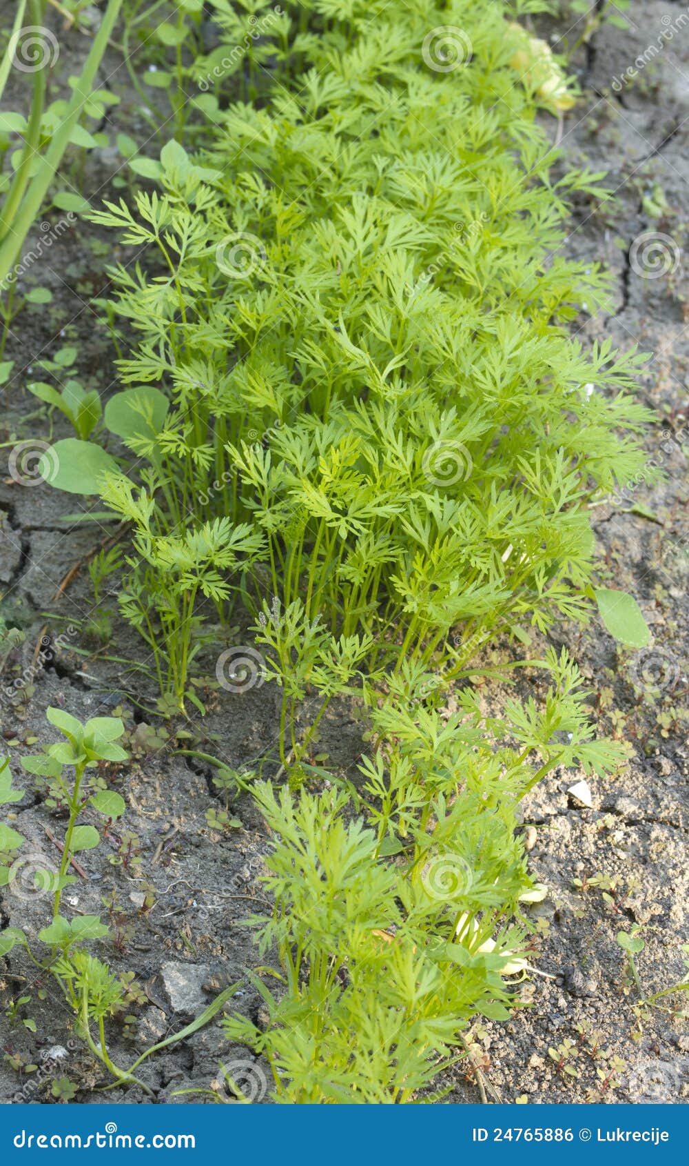 Fennel plant in the field stock photo. Image of vegetarian 24765886