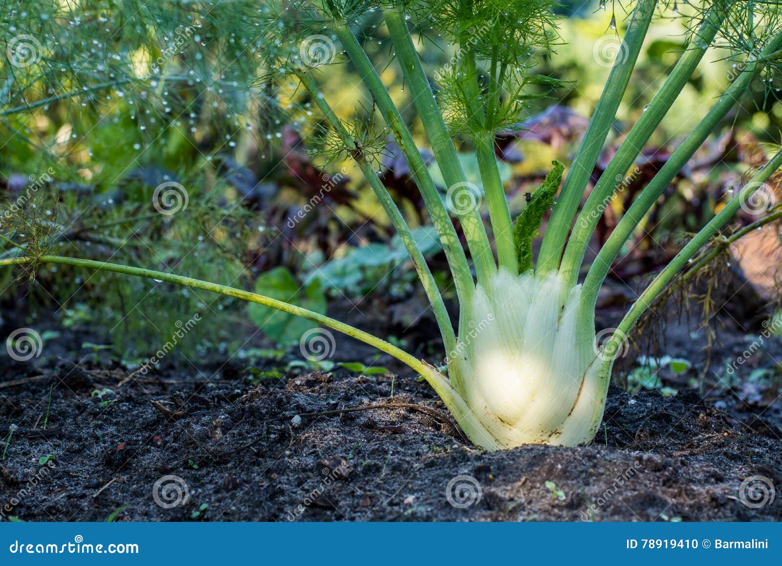 Fennel Plant Growing in the Garden Stock Photo Image of ingredient