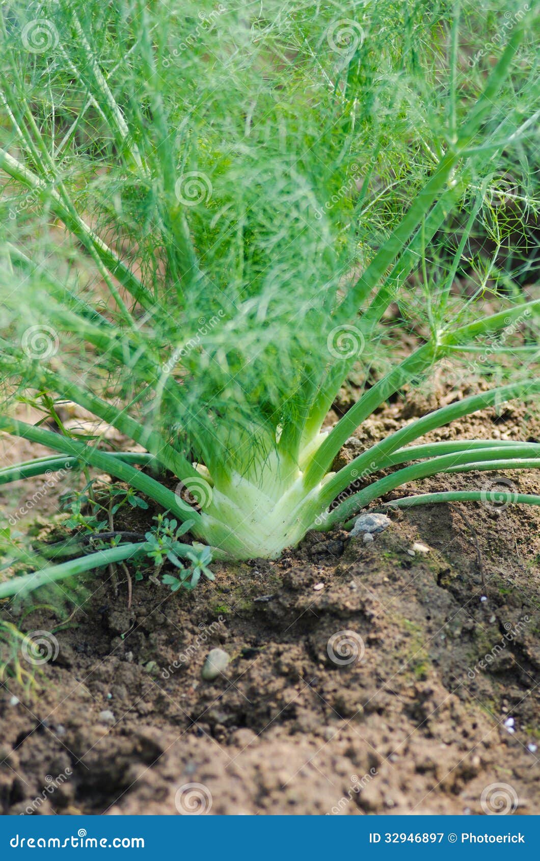 Fennel plant stock image. Image of vegetables, vegetarian 32946897