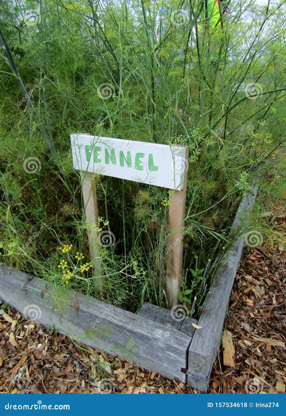 Fennel Plants Growing in Vegetable Garden. Stock Photo Image of