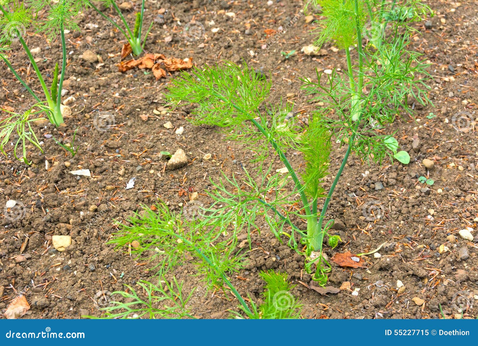 Fennel Plants in a Vegetable Garden Stock Image Image of fennel