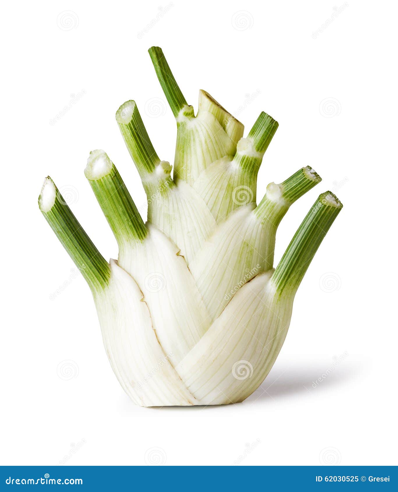 Fennel root stock image. Image of root, diet, green, vegetarian 62030525