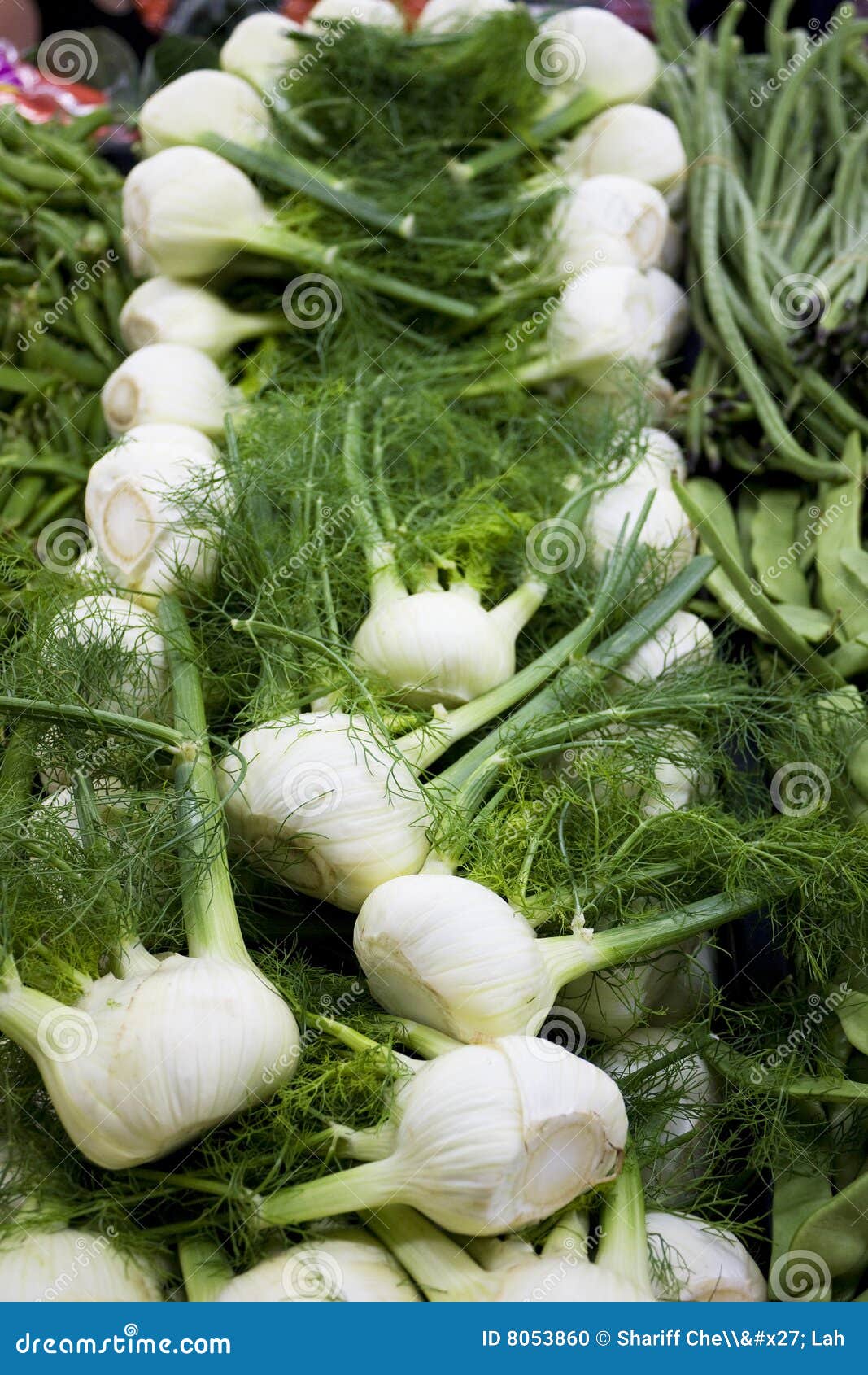 Fennel for Sale stock photo. Image of healthy, plant, food 8053860