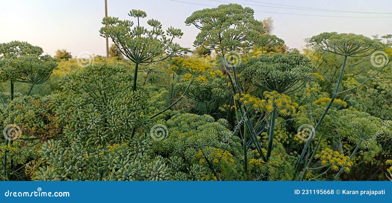 Fennel Seeds Tree, Variyal Tree. Stock Photo Image of agriculture