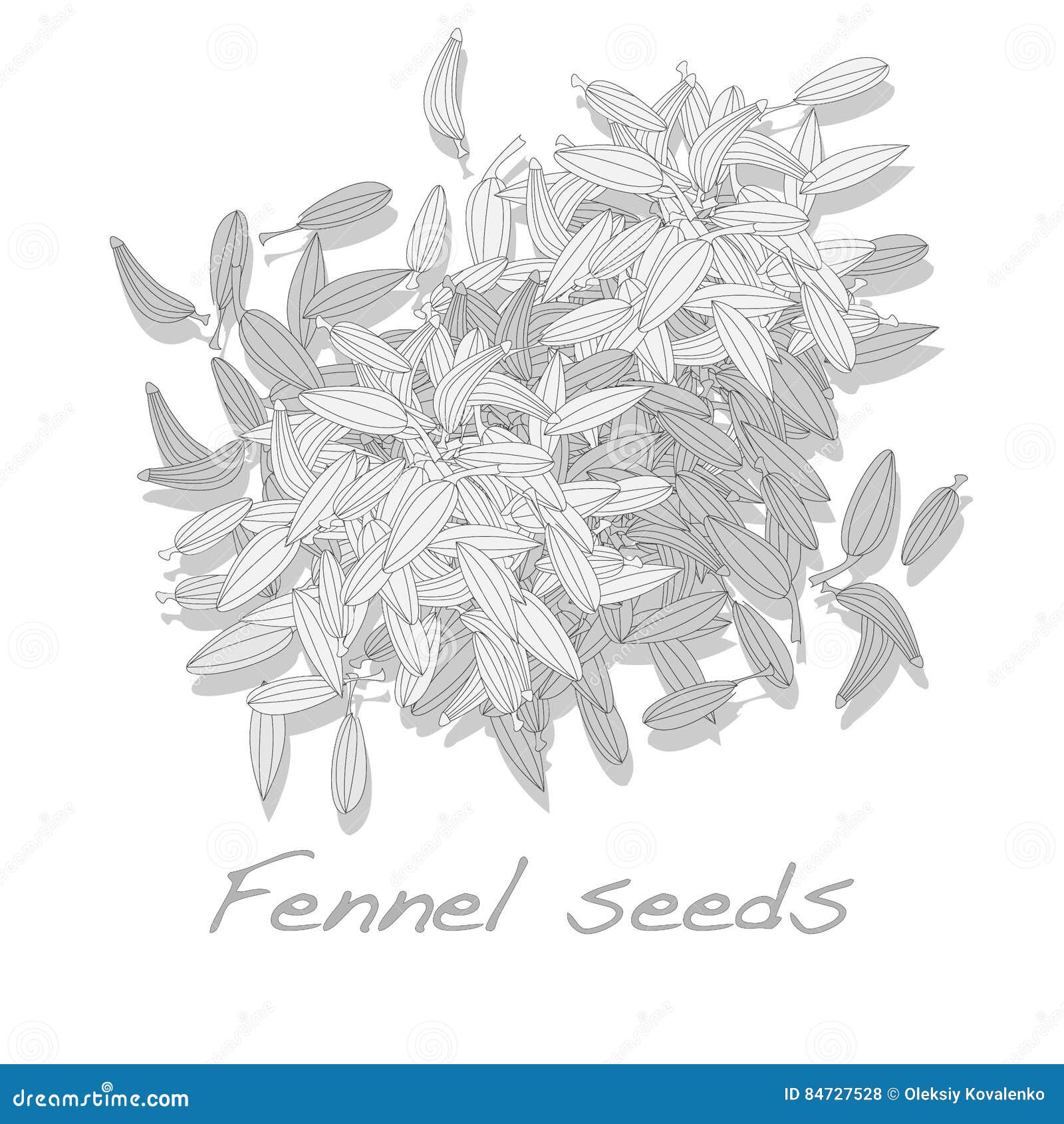 Hand Drawn of Fennel Bulb on White Background Drawing by Iam Nee - Fine Art  America