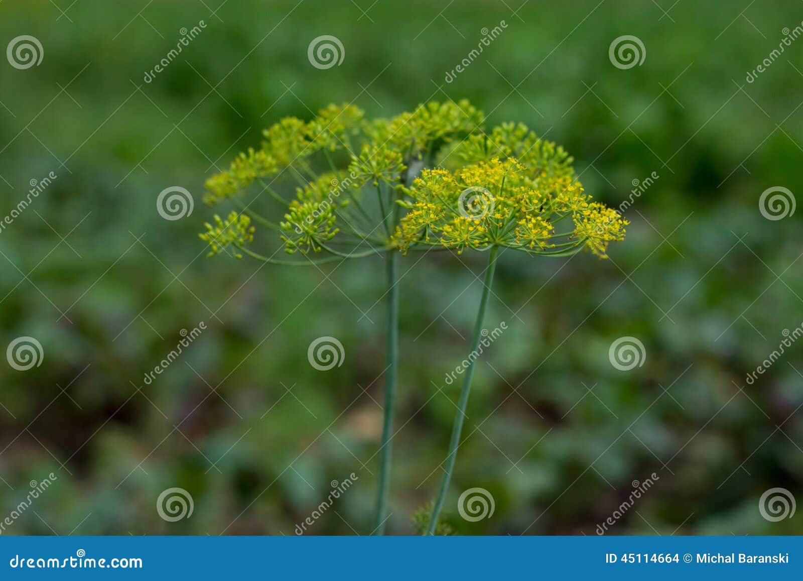 Fennel stock photo. Image of nature, healthy, fresh, vital 45114664