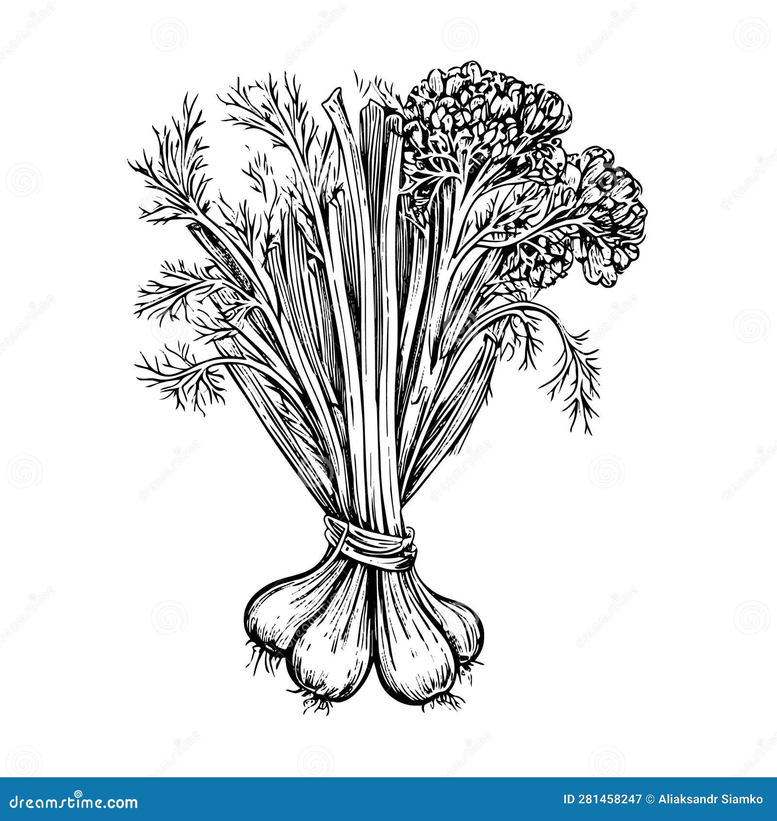 Fennel Vector Drawing. Isolated Hand Drawn Object, Engraved Style Illustration Stock Vector