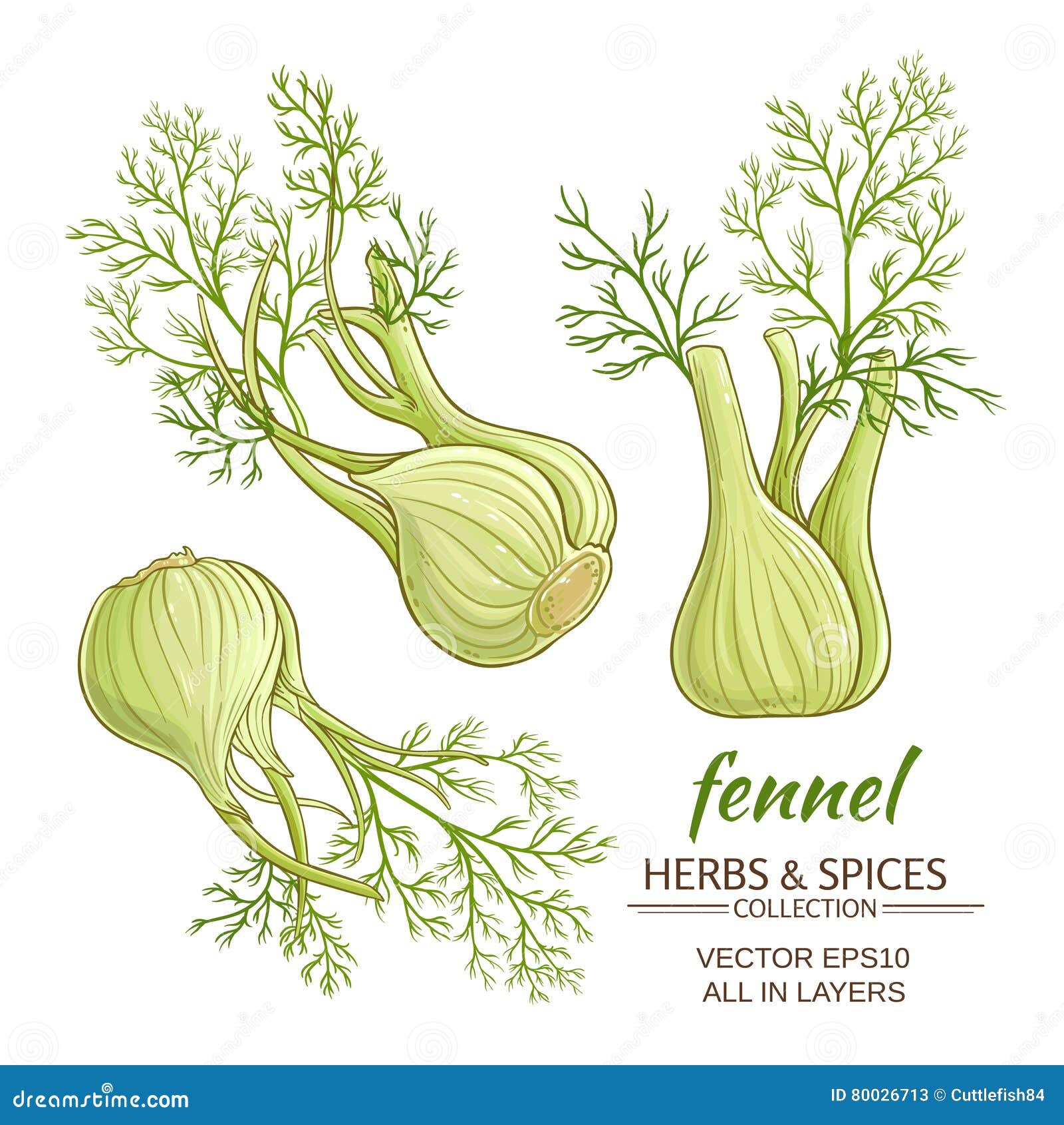 Fennel vector set stock vector. Illustration of flower 80026713