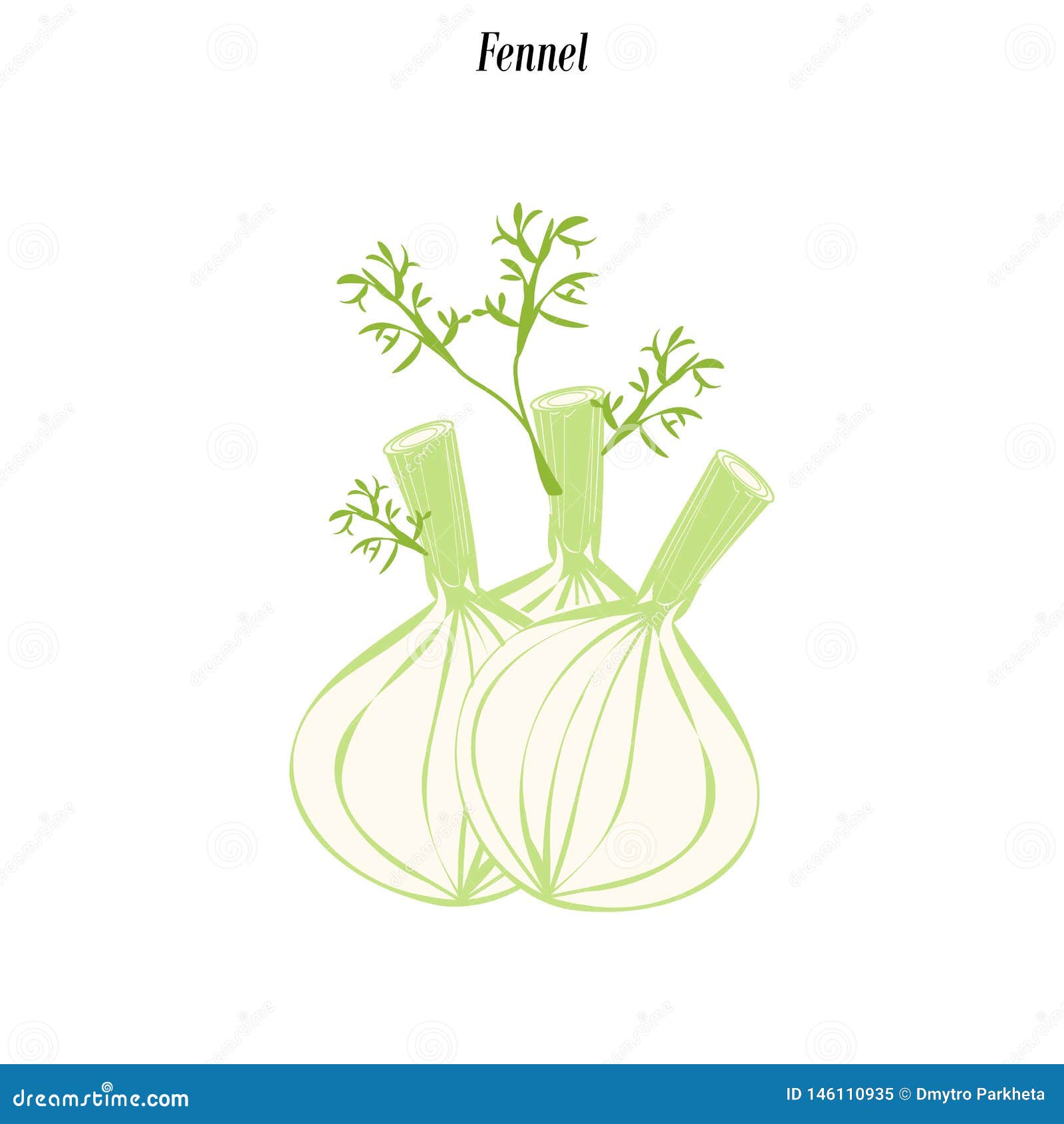 Fennel Vegetable Illustration Stock Vector Illustration of plant