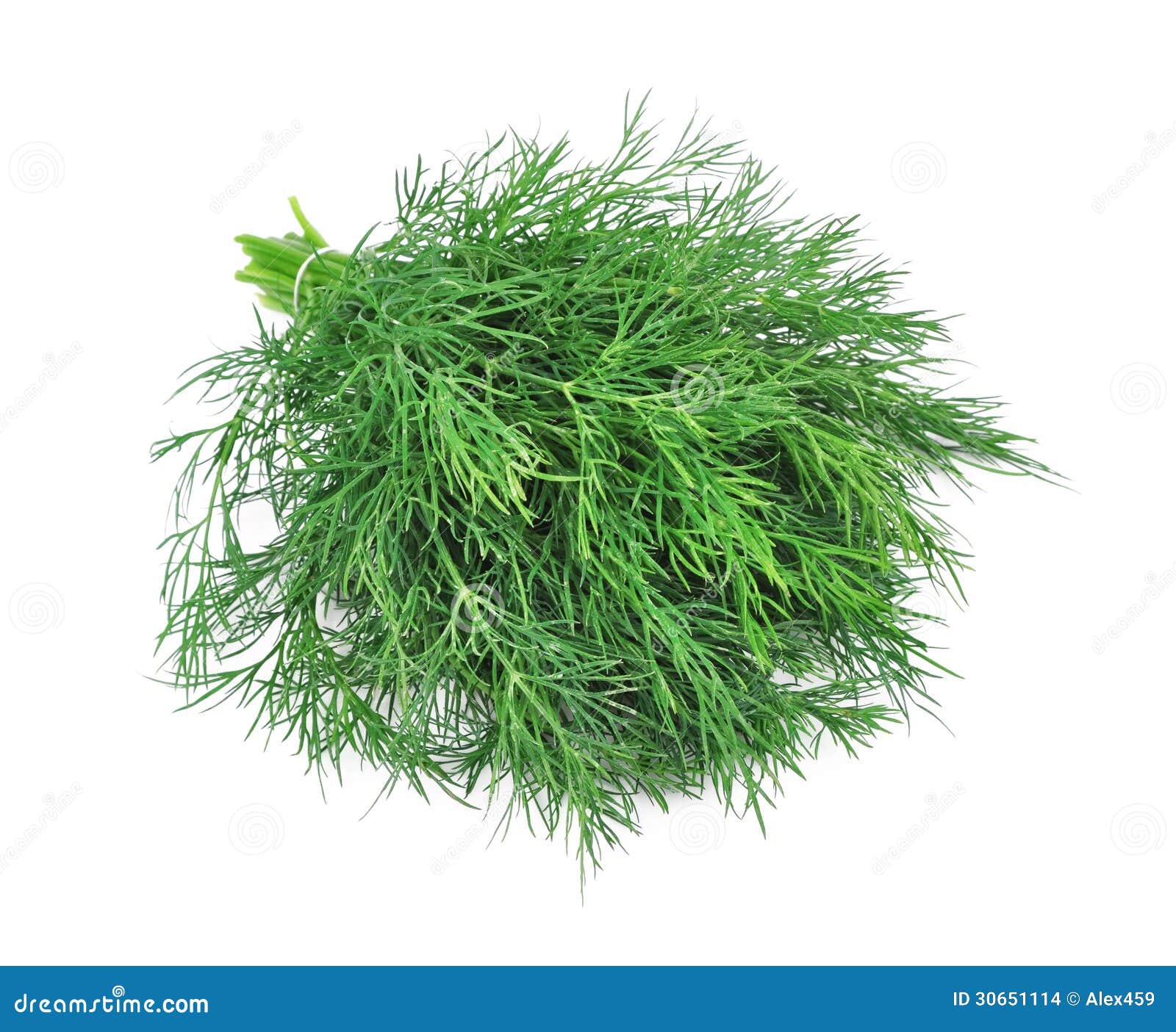 Fennel stock photo. Image of nature, herbal, bright, softness 30651114