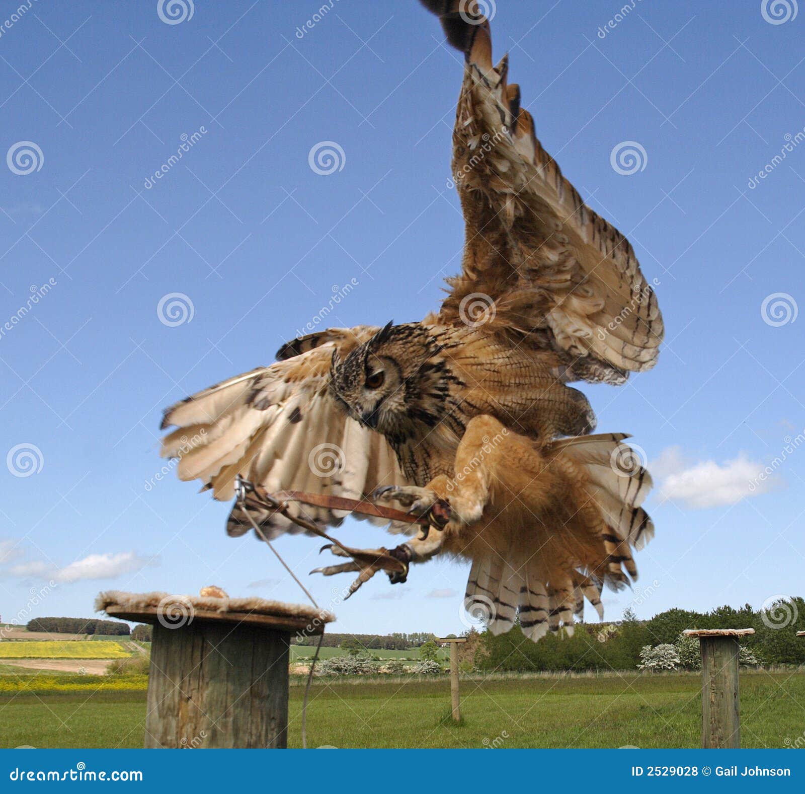 Fenton Bird of Prey Centre stock photo. Image of northumberland - 2529028