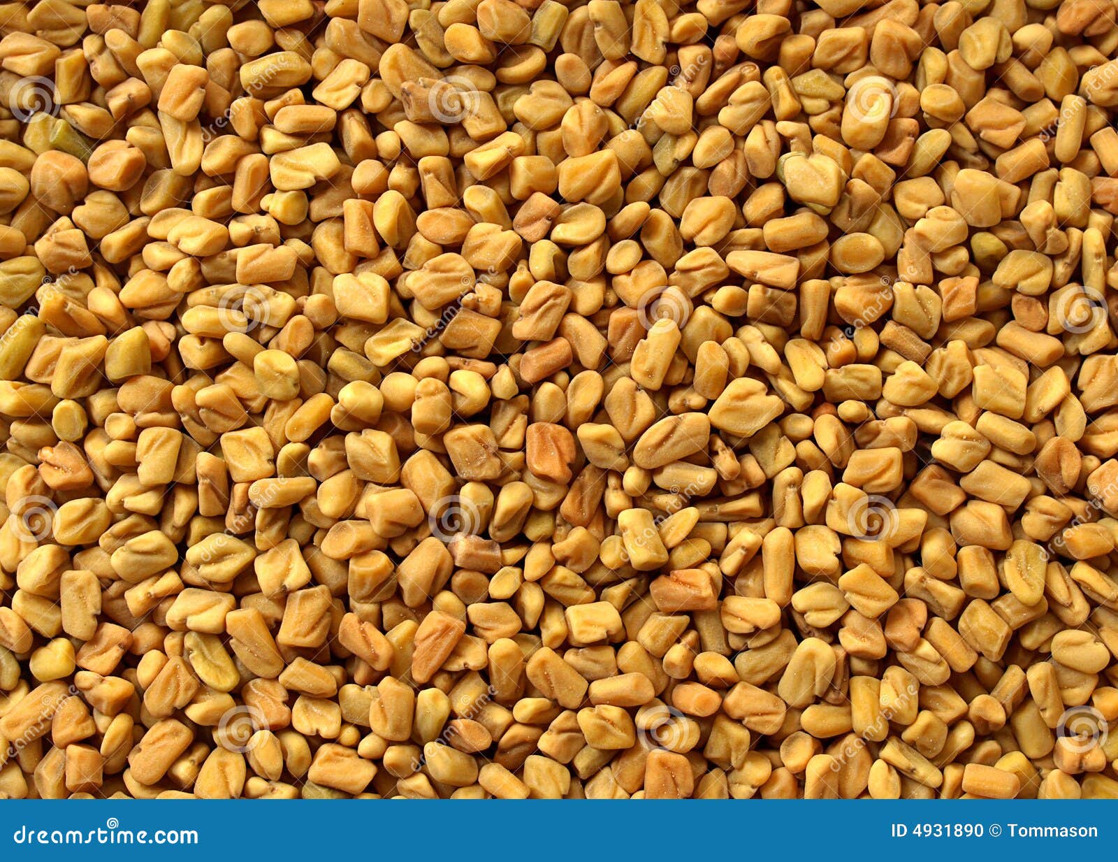 Fenugreek stock photo. Image of seeds, rhombic, curry 4931890