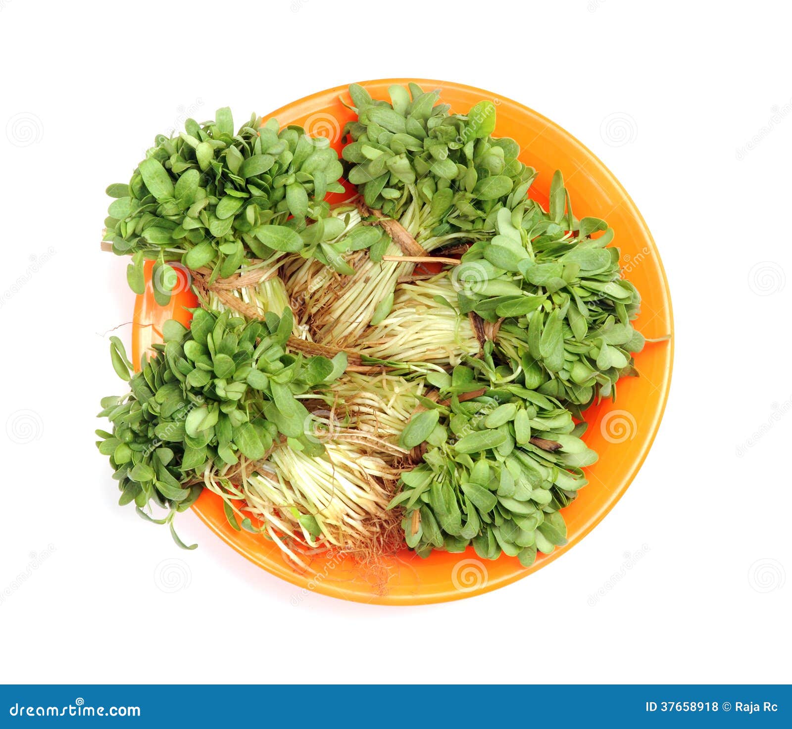 Fenugreek leaves stock photo. Image of root, spinach 37658918