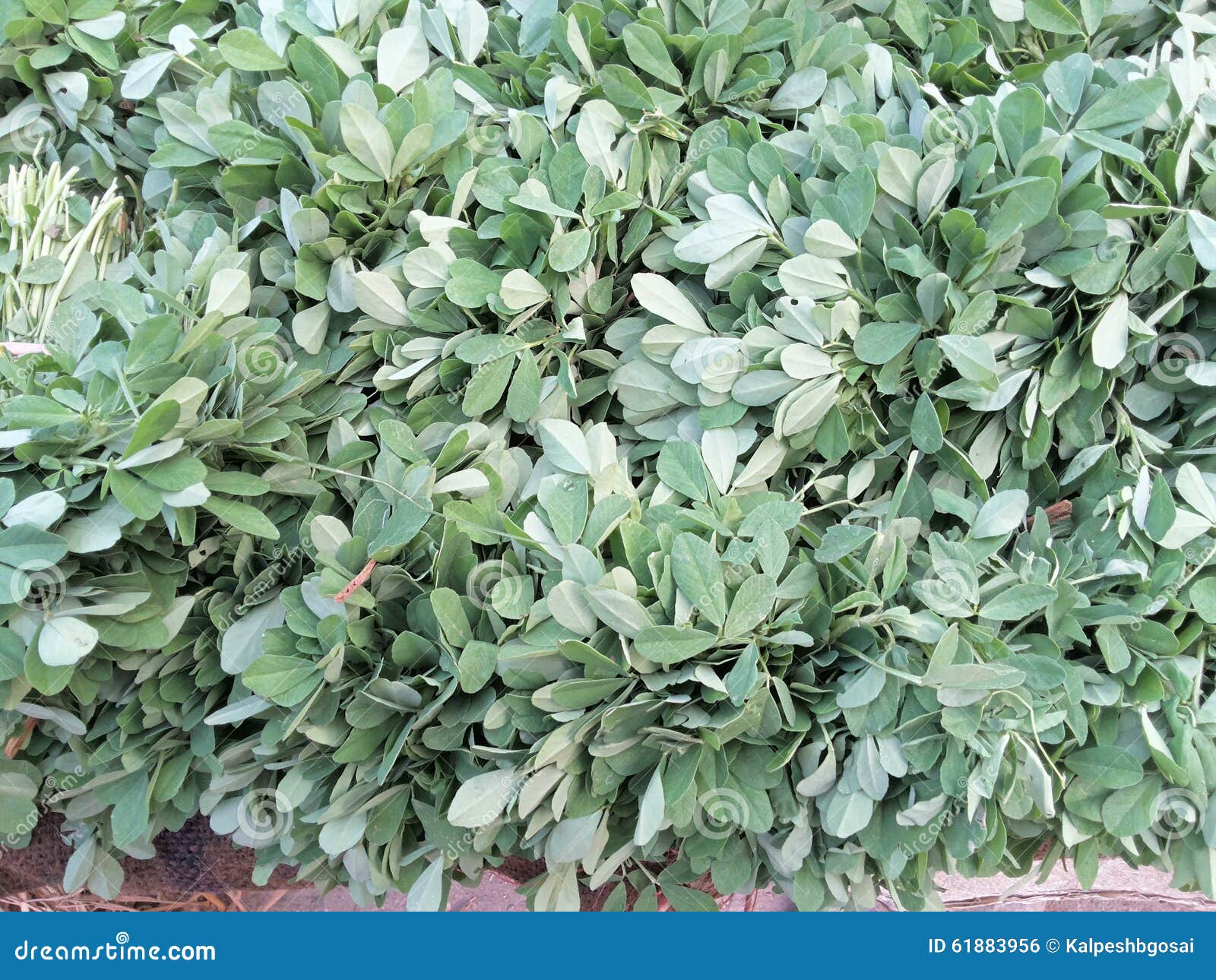 Fenugreek leaves stock photo. Image of background, green 61883956