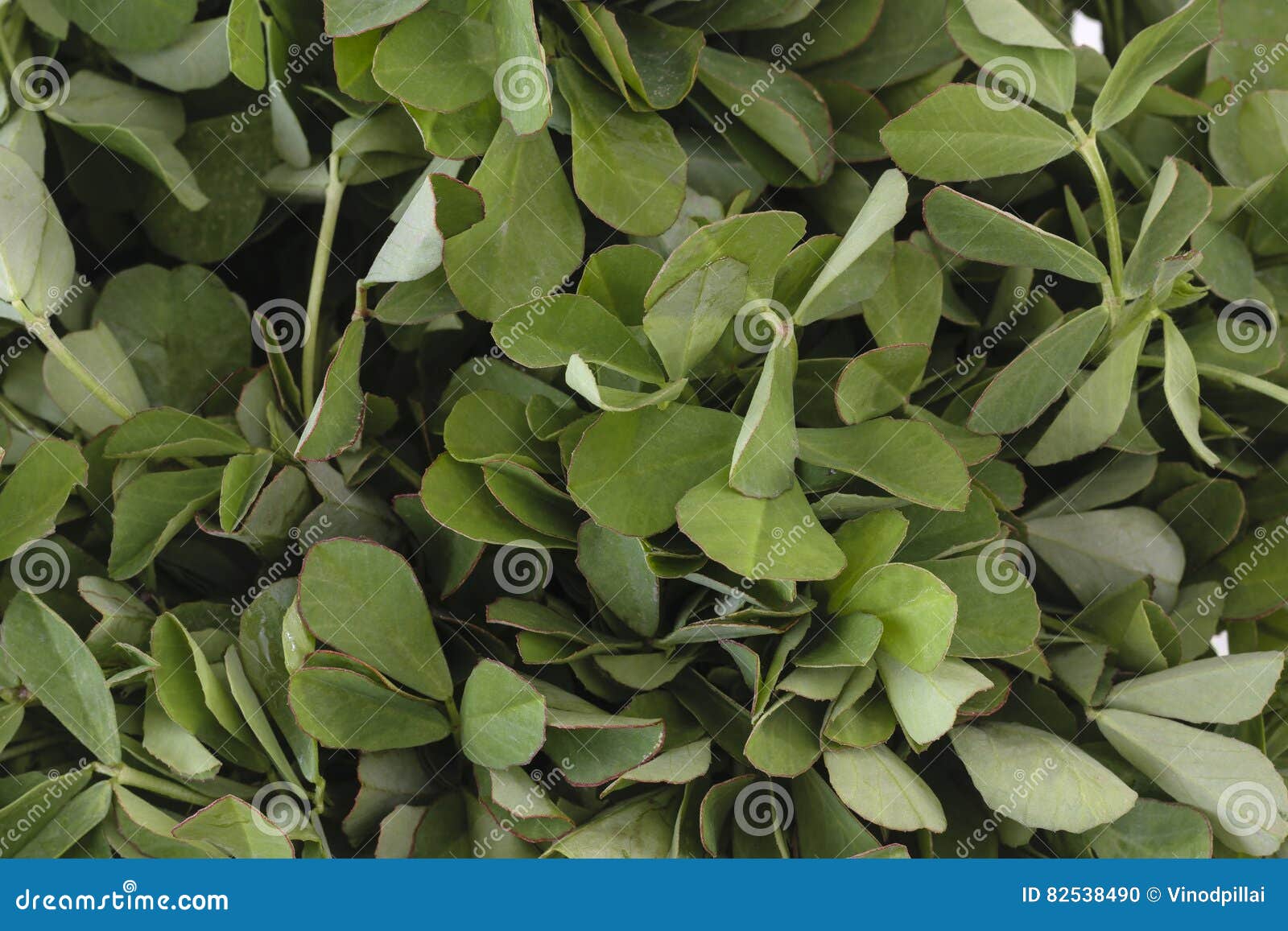 Fenugreek leaves stock photo. Image of background, fenugreek 82538490