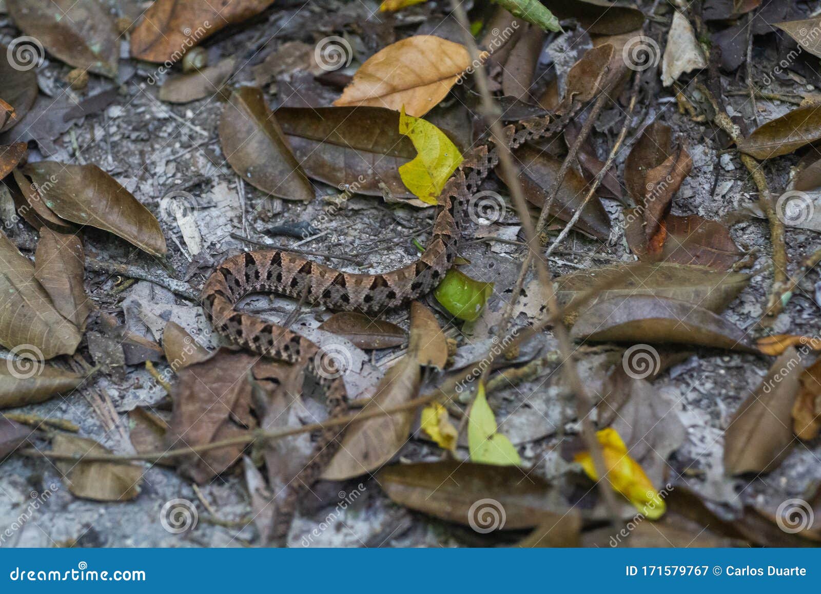 wildlife: a fer-de-lance bothrops asper is seen in a trail in peten, guatemala