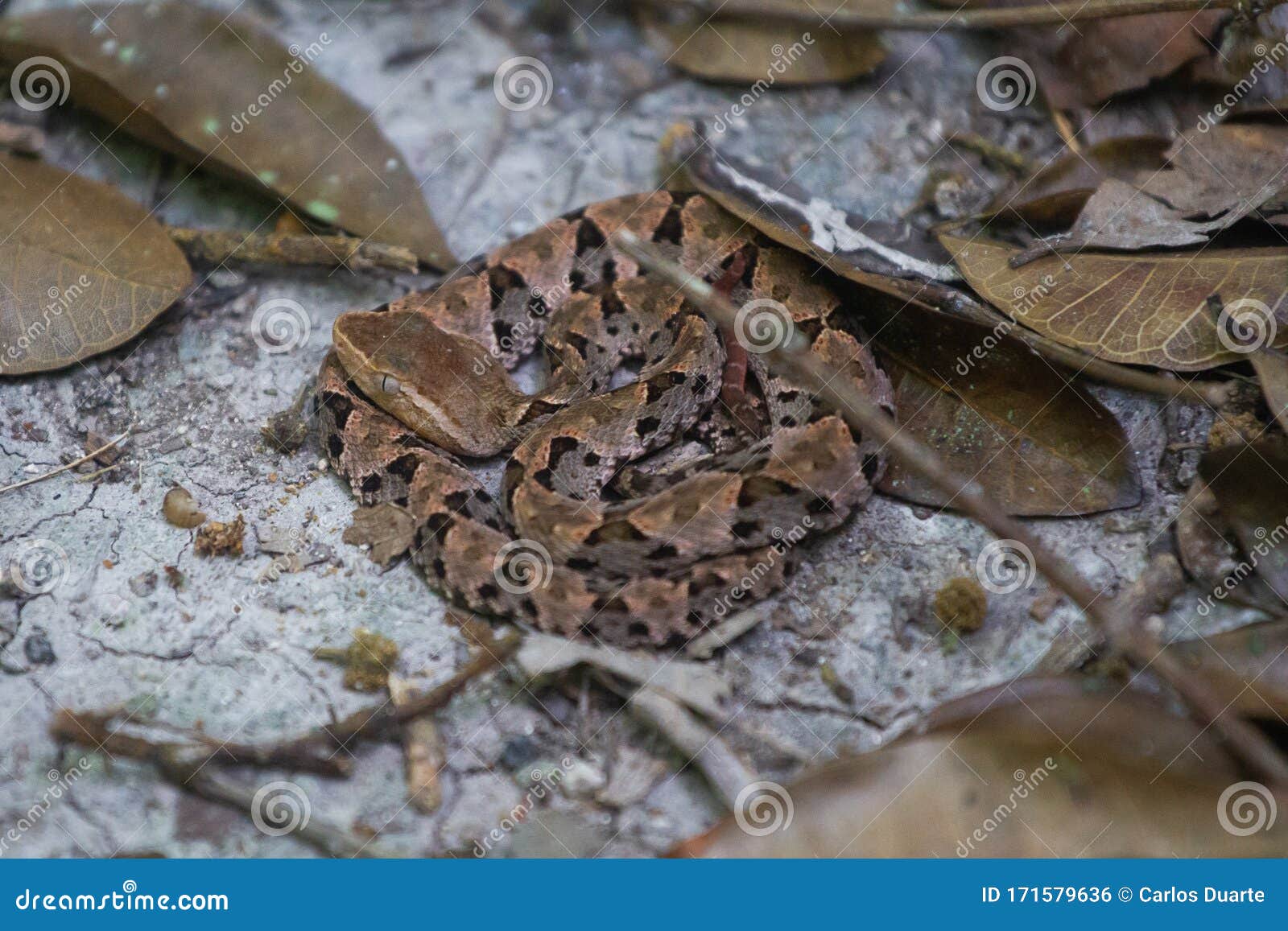 wildlife: a fer-de-lance bothrops asper is seen in a trail in peten, guatemala