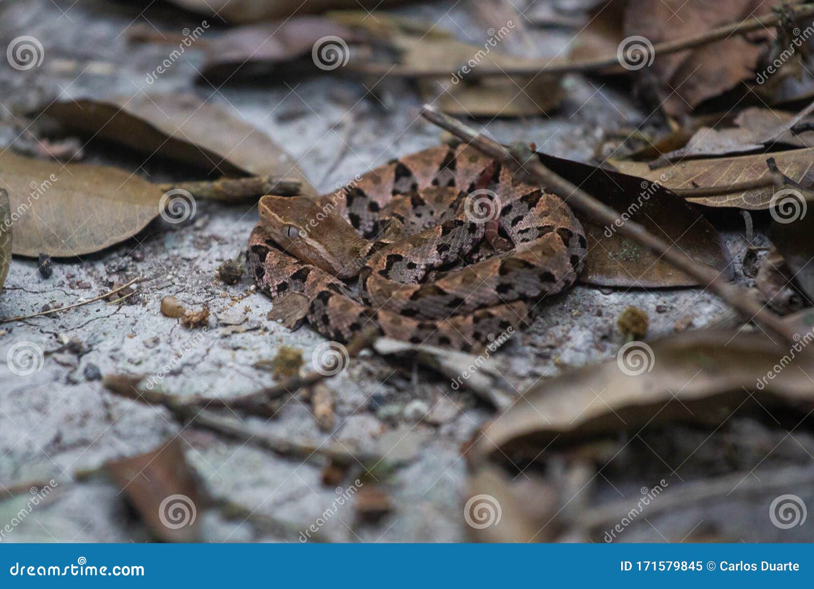 wildlife: a fer-de-lance bothrops asper is seen in a trail in peten, guatemala