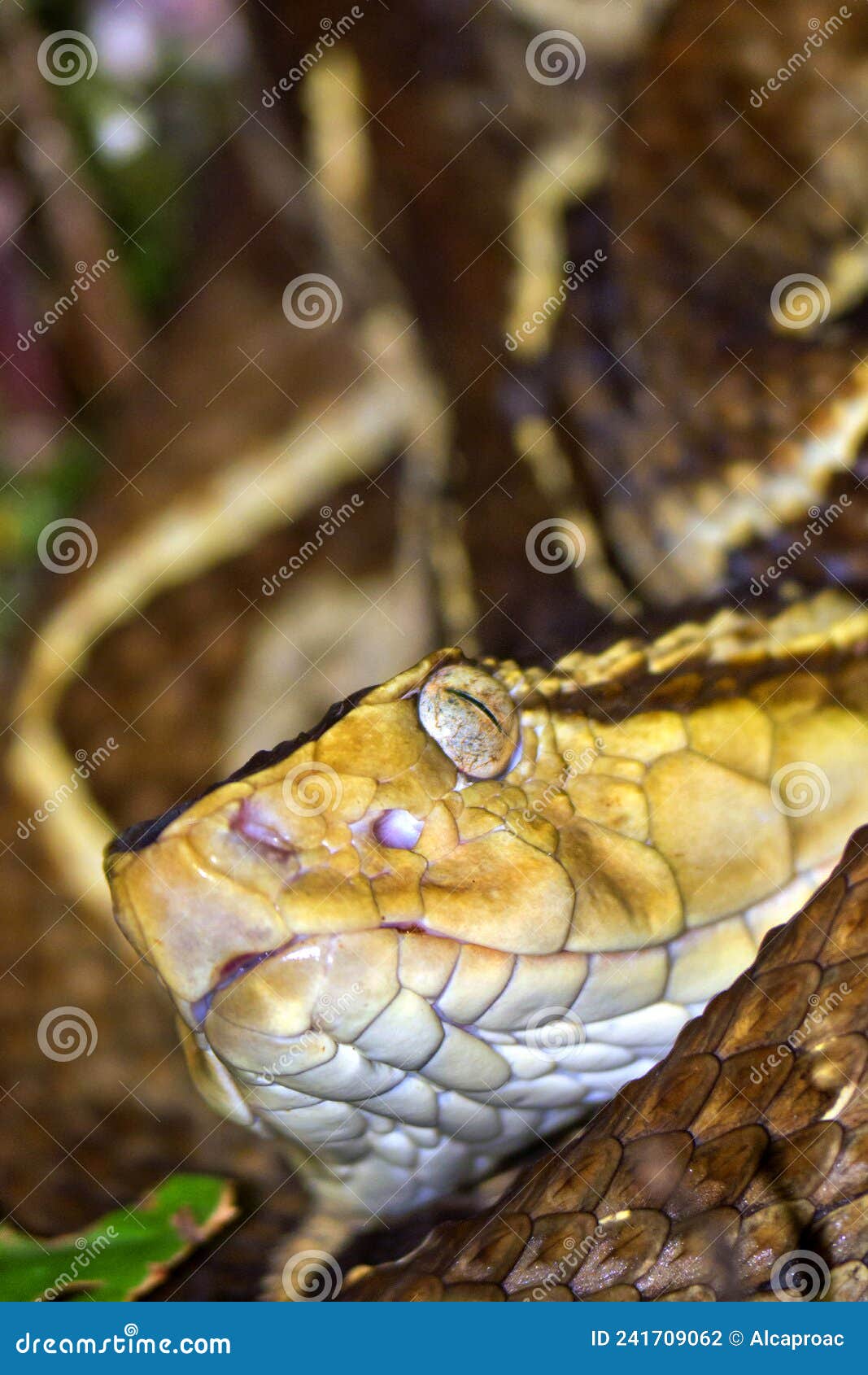 fer-de-lance viper, tropical rainforest, costa rica