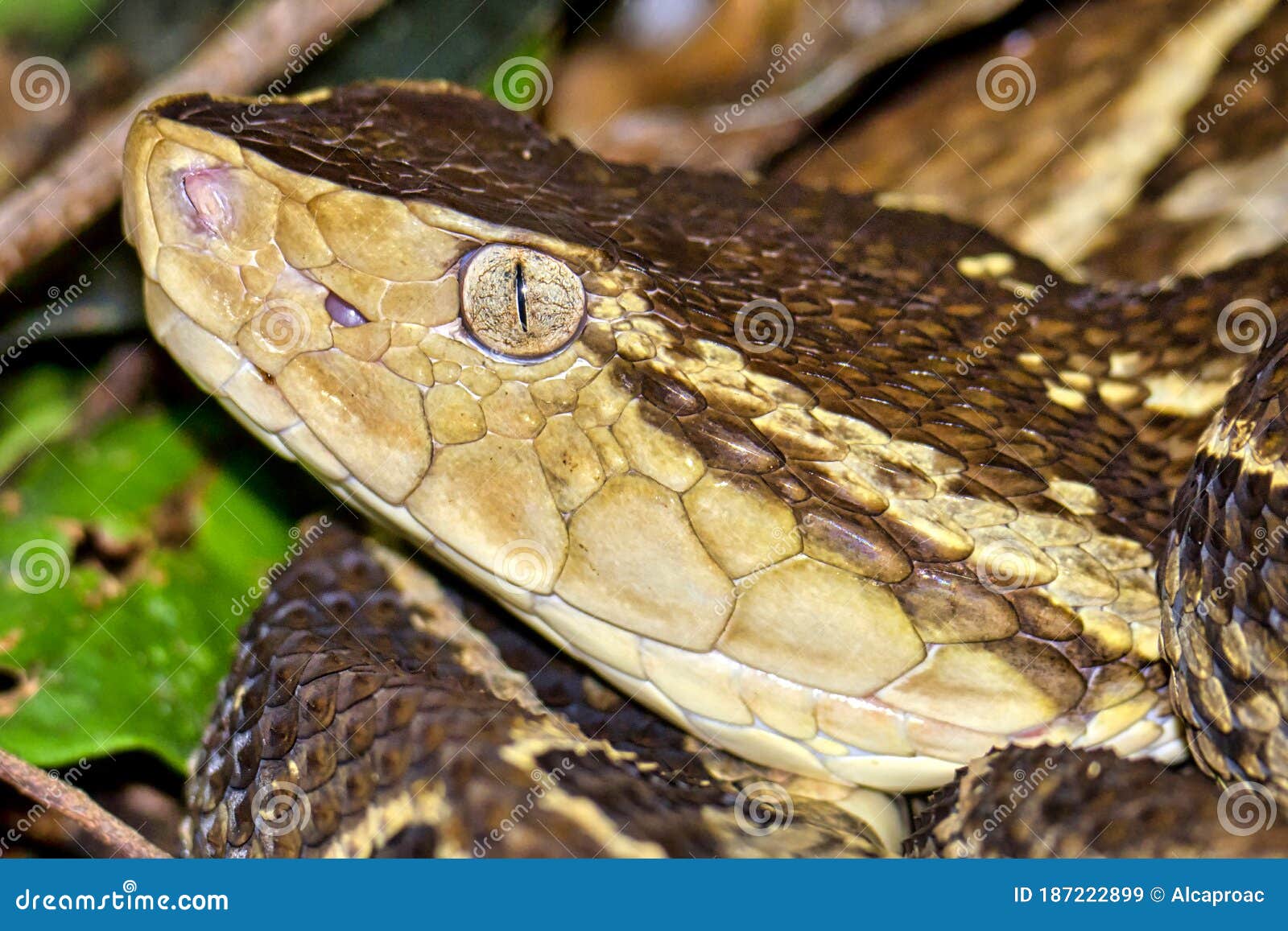 fer-de-lance viper, terciopelo viper, bothrops asper, tropical rainforest, costa rica