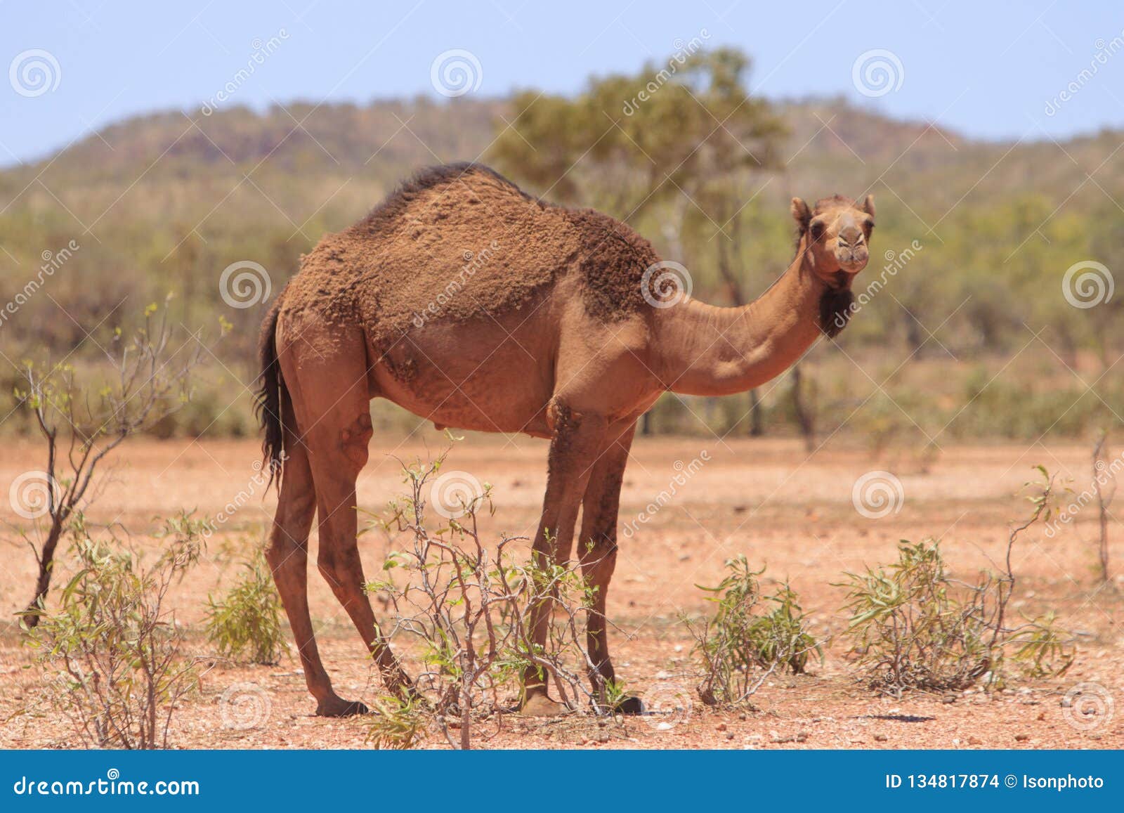 Plante træer progressiv farmaceut Feral Camel in Arid Australia Stock Photo - Image of fauna, feed: 134817874