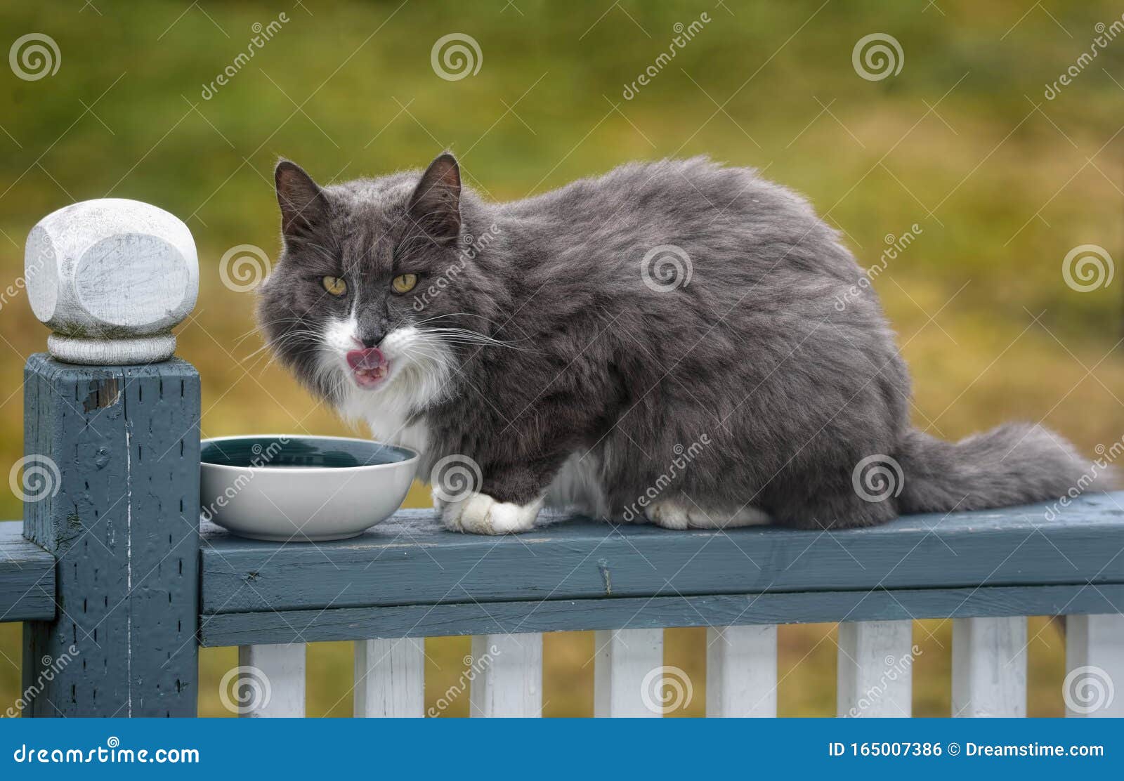 Feral Cat Eating Stock Photo Image Of Feral Animal 165007386 feral-cat-eating-stock-photo-image-of-feral-animal-165007386