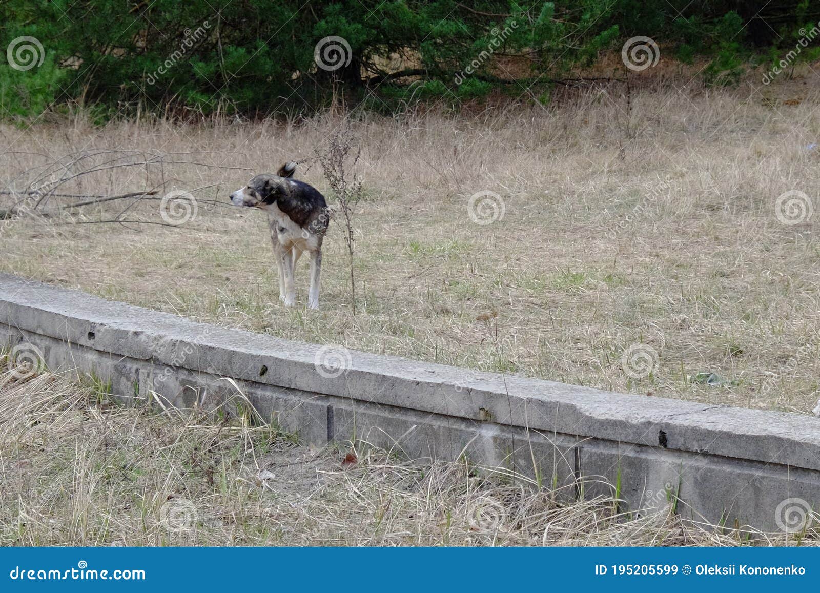 Chernobyl Animals Stock Photos - Free & Royalty-Free Stock Photos from  Dreamstime
