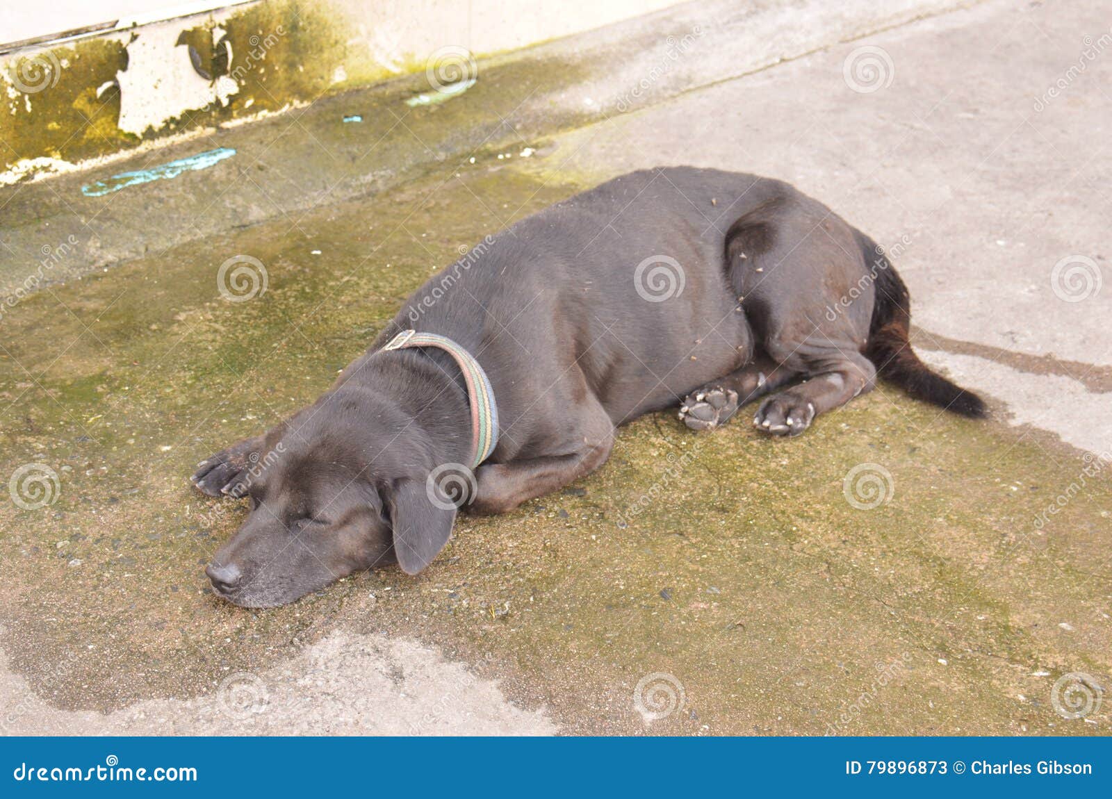 feral dogs download feral dogs download