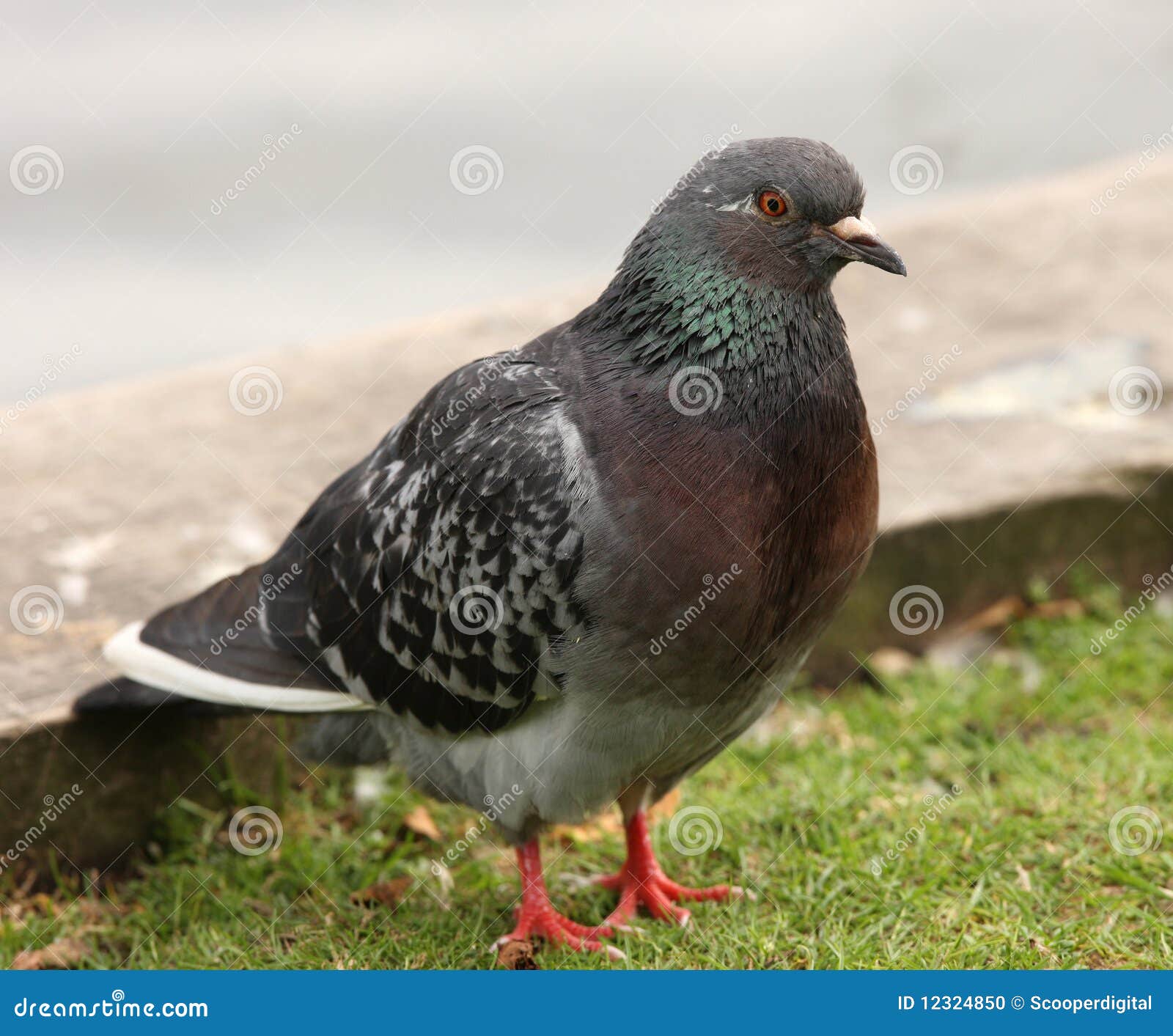 Feral Pigeon stock photo. Image of common, feral, canal 12324850
