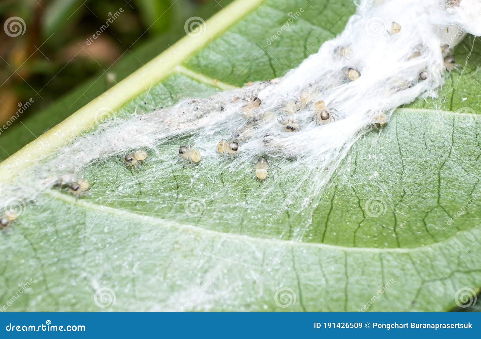 Ferme Vers Le Haut De La Macro Araignees Bebe Dans Le Nid En Toile D Araignee Sur La Feuille En Essayant De S Echapper D Une Pertu Image Stock Image Du Cheri Arachnide Ferme Vers Le Haut De La Macro Araignees Bebe Dans Le Nid En Toile D Araignee Sur La Feuille En Essayant De S Echapper D Une Pertu Image Stock Image Du Cheri Arachnide