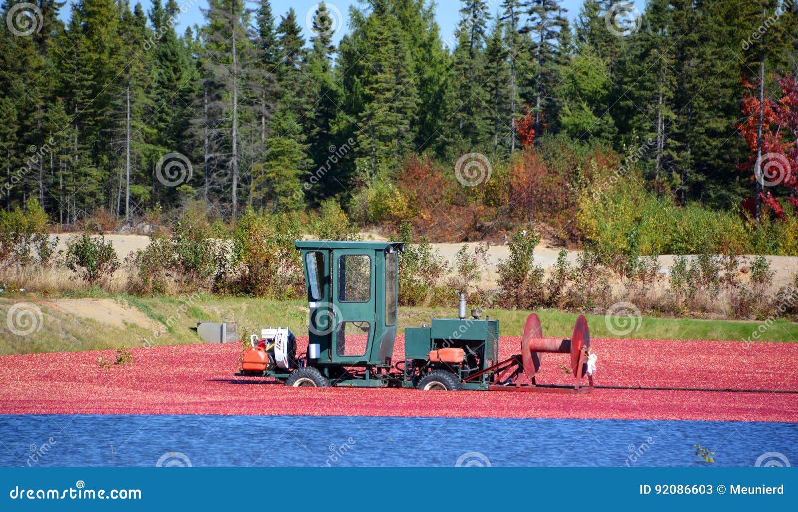 Ferme de canneberge photo stock éditorial. Image du canards 92086603