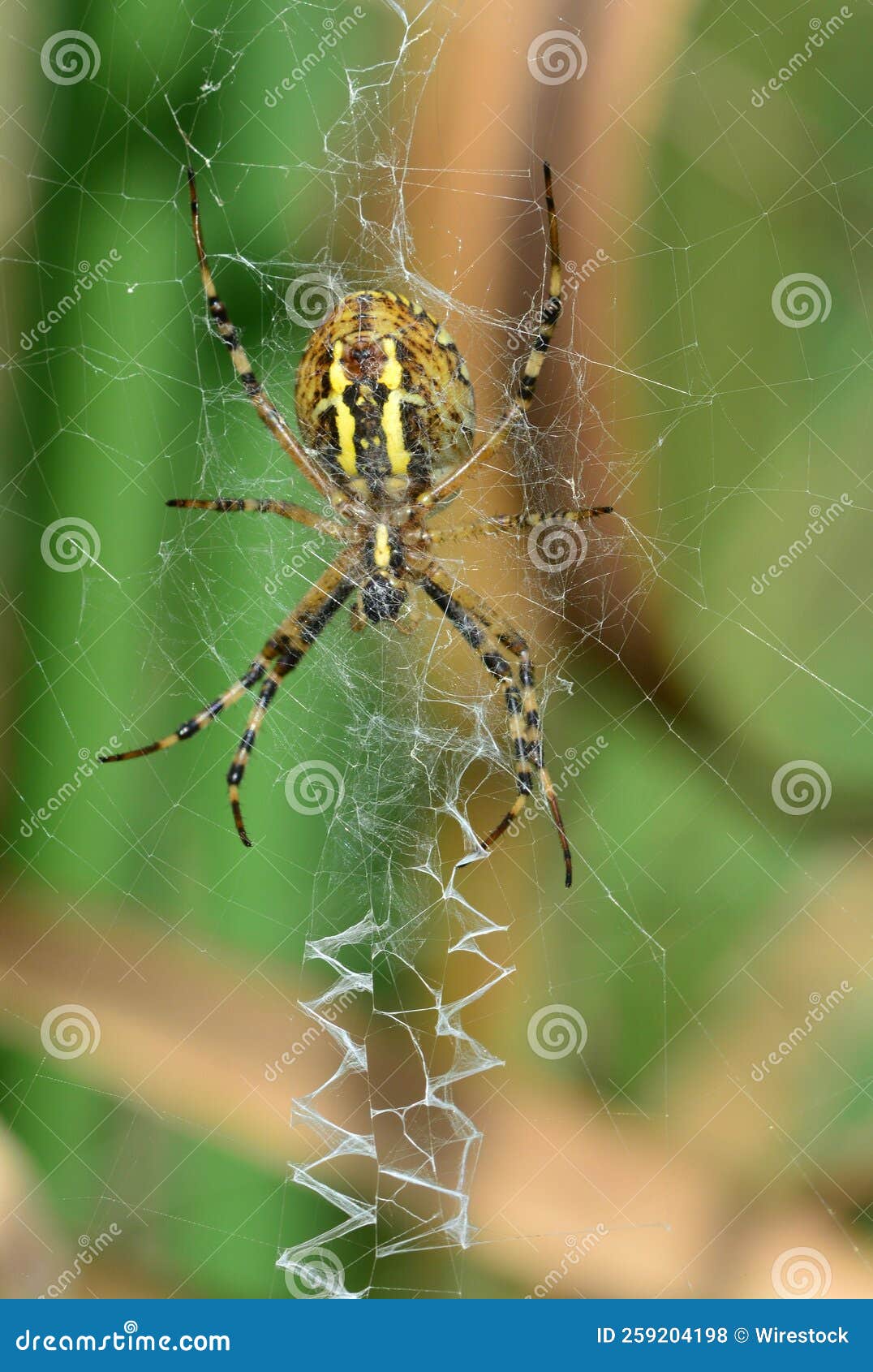 Fermeture D'une Araignée De Guêpe Perchée Sur Sa Toile D'araignée Dans Le  Jardin Photo stock - Image du centrale, jardin: 259204198