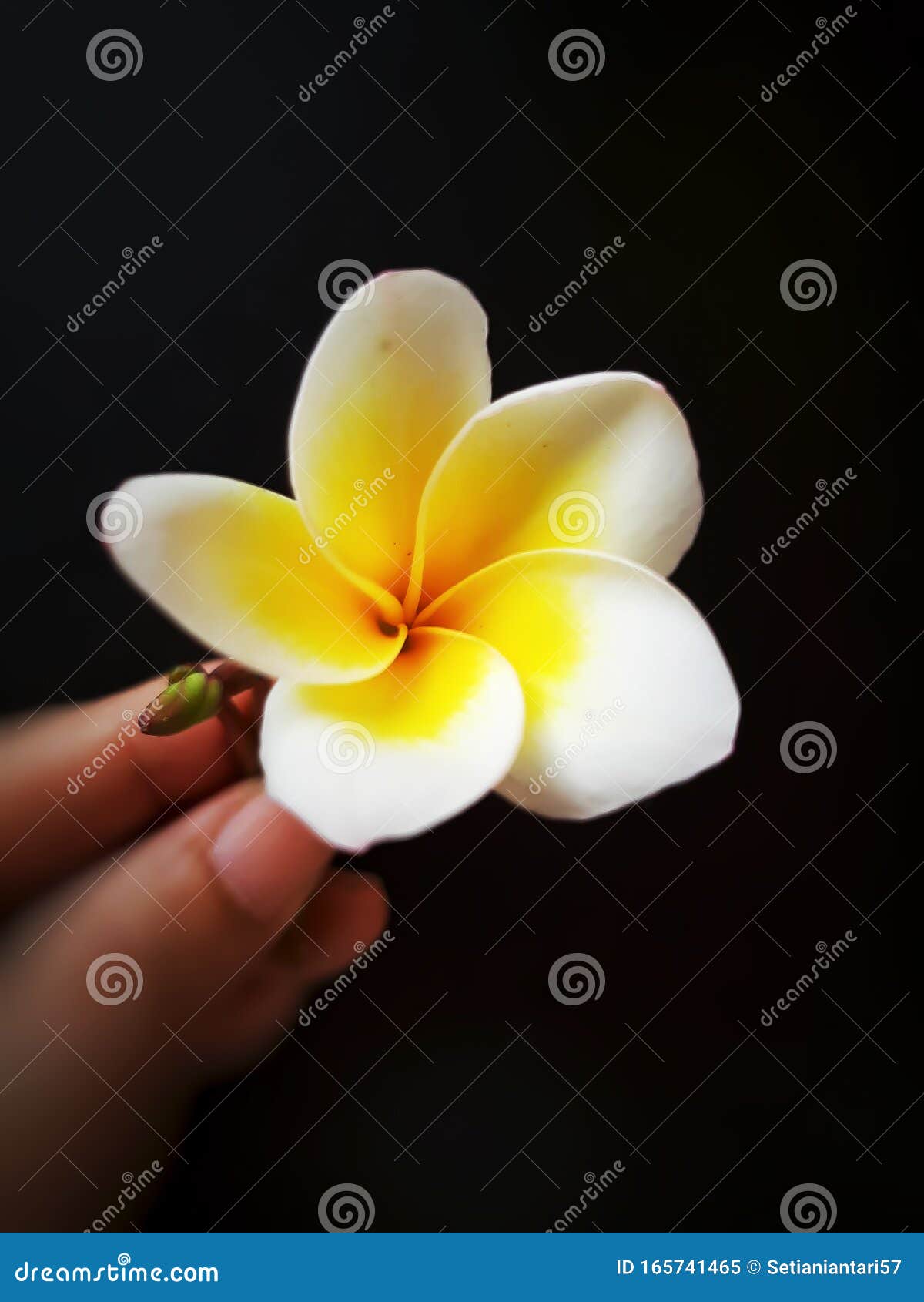 Fermeture De La Fleur Blanche De La Plumeria Frangipani, Couleur Jaune Sur  Les Pétales Image stock - Image du accroissement, fleurs: 165741465