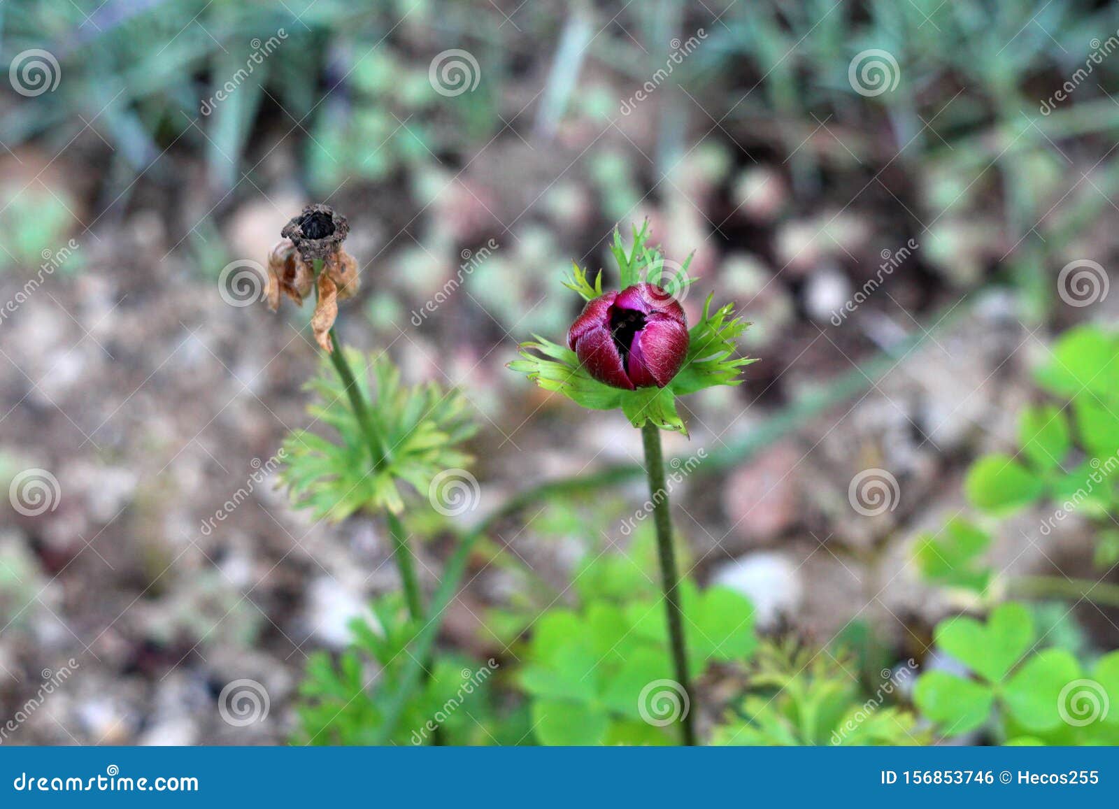 Fermeture De La Plante Vivace Anémonique Avec Pétales Rouges Foncés à Côté  De La Fleur Séchée Plantée Dans Un Jardin Urbain Local Photo stock - Image  du centrales, pétales: 156853746