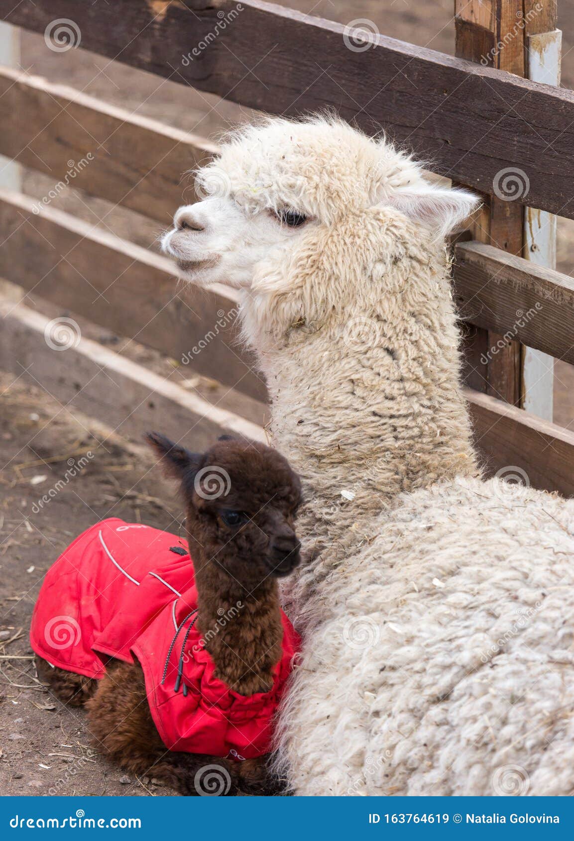 Fermez La Photo D Un Adorable Bebe Alpaga Mignon Mignon Mignon Et Bouillonnant En Rouge Aux Grands Yeux Noirs Et Intelligents Image Stock Image Du Cheveu Regard Fermez La Photo D Un Adorable Bebe Alpaga Mignon Mignon Mignon Et Bouillonnant En Rouge Aux Grands Yeux Noirs Et Intelligents Image Stock Image Du Cheveu Regard