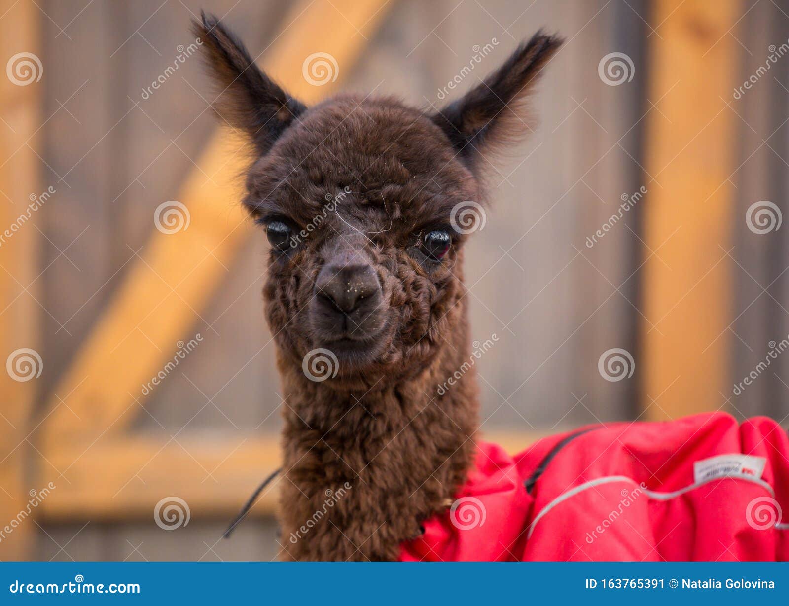 Fermez La Photo D Un Adorable Bebe Alpaga Mignon Mignon Et Bouillonnant Vetu De Rouge Et Aux Grands Yeux Noirs Intelligents Pet Image Stock Image Du Bonte Andes Fermez La Photo D Un Adorable Bebe Alpaga Mignon Mignon Et Bouillonnant Vetu De Rouge Et Aux Grands Yeux Noirs Intelligents Pet Image Stock Image Du Bonte Andes