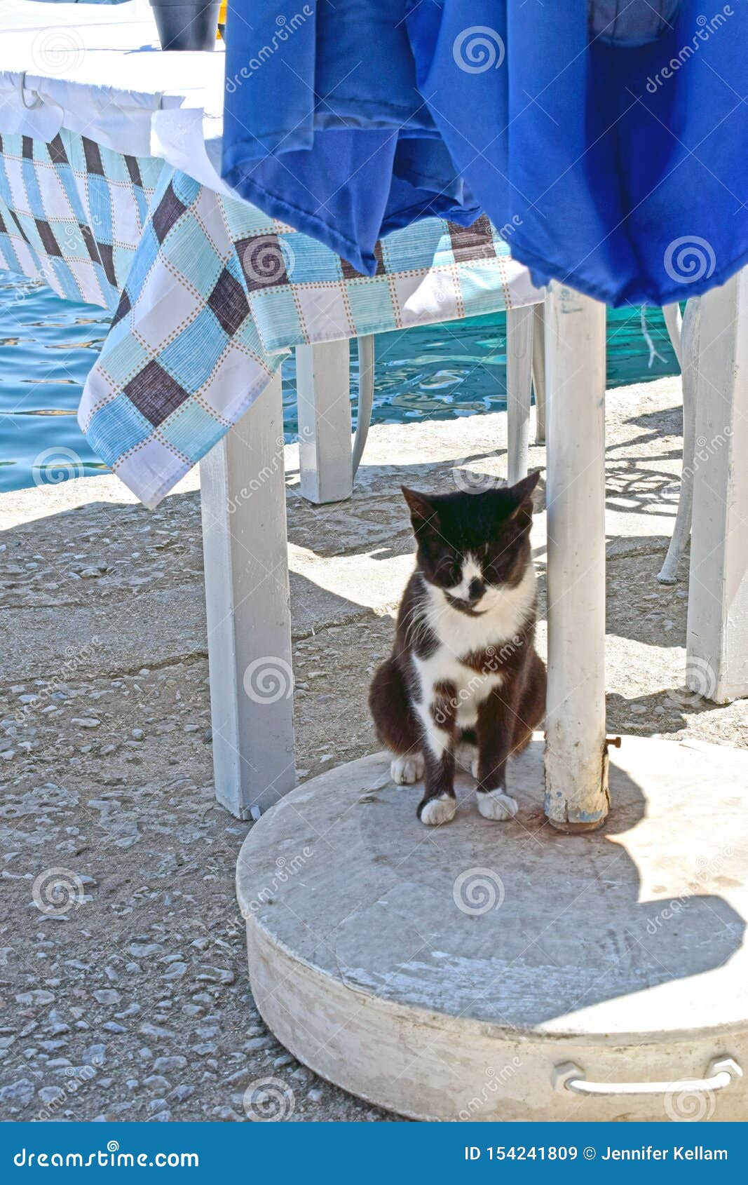 Fermez Vous D Un Chat Noir Et Blanc Regardant En Avant Essayant D Ombrager De La Chaleur Image Stock Image Du Noir Soleil Fermez Vous D Un Chat Noir Et Blanc Regardant En Avant Essayant D Ombrager De La Chaleur Image Stock Image Du Noir Soleil