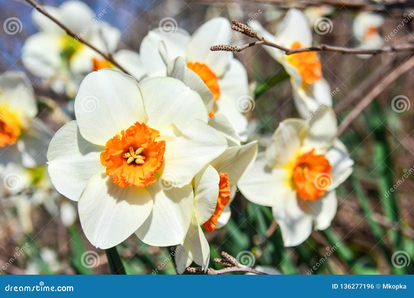Fermez-vous D'une Belle Fleur Blanche Et Orange De Jonquille Photo stock -  Image du jardinage, fleurs: 136277196