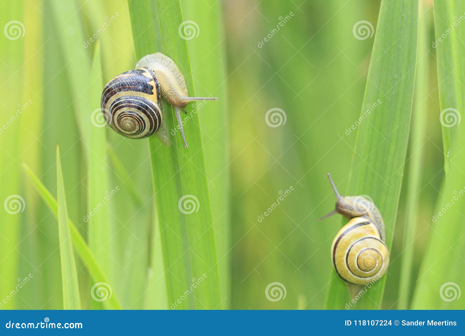 Fermez-vous de l'escargot de verger, les nemoralis brun-labiés b de Cepaea d'escargot. Fermez-vous de deux escargots de verger, nemoralis brun-labiés de Cepaea d'escargot multipliant, joignant, alimentant et montant les roseaux verts dans un jardin