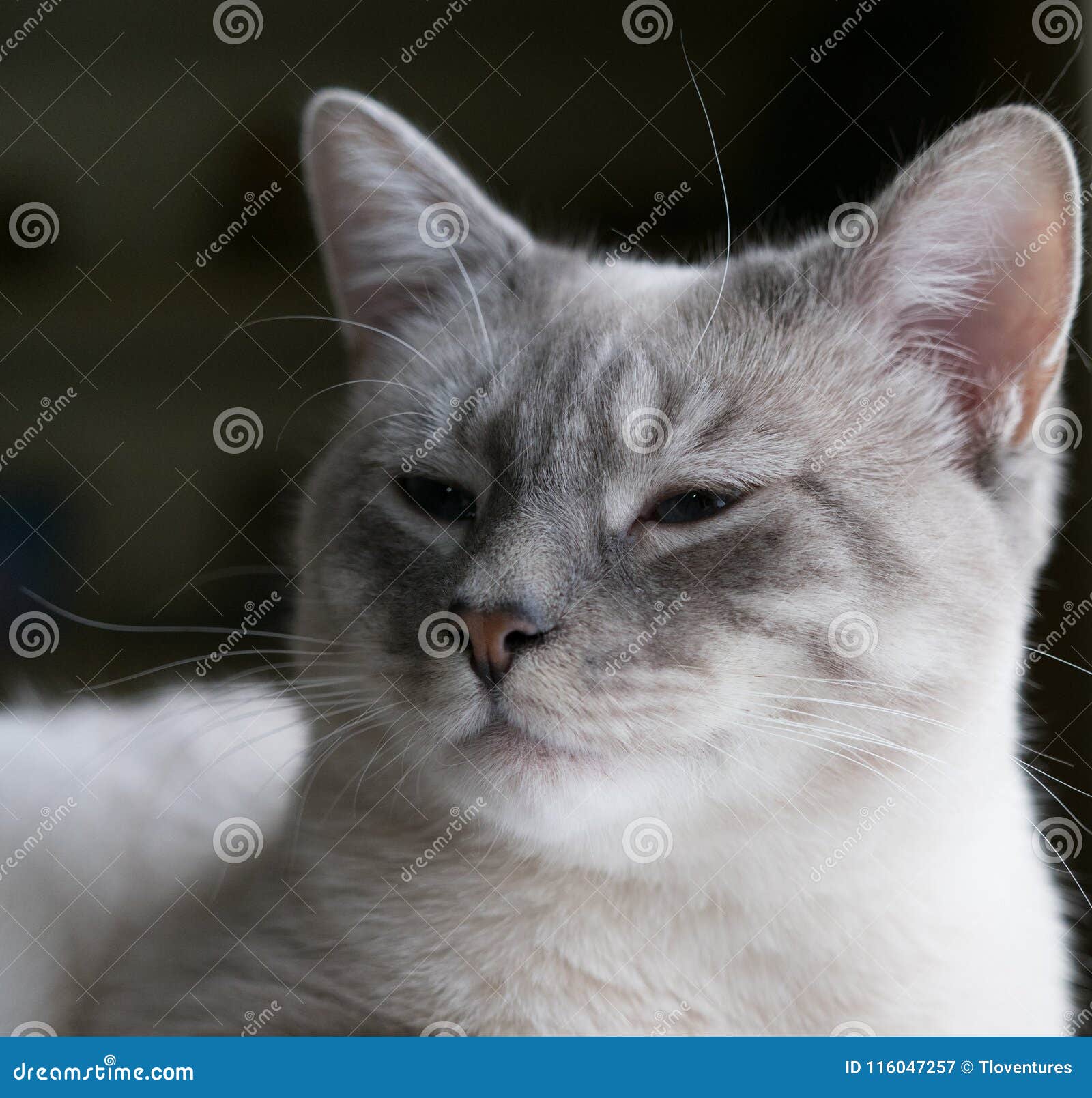 Fermez Vous De La Tete Et Du Cou D Un Chaton Croise Siamois Image Stock Image Du Raies Shallow