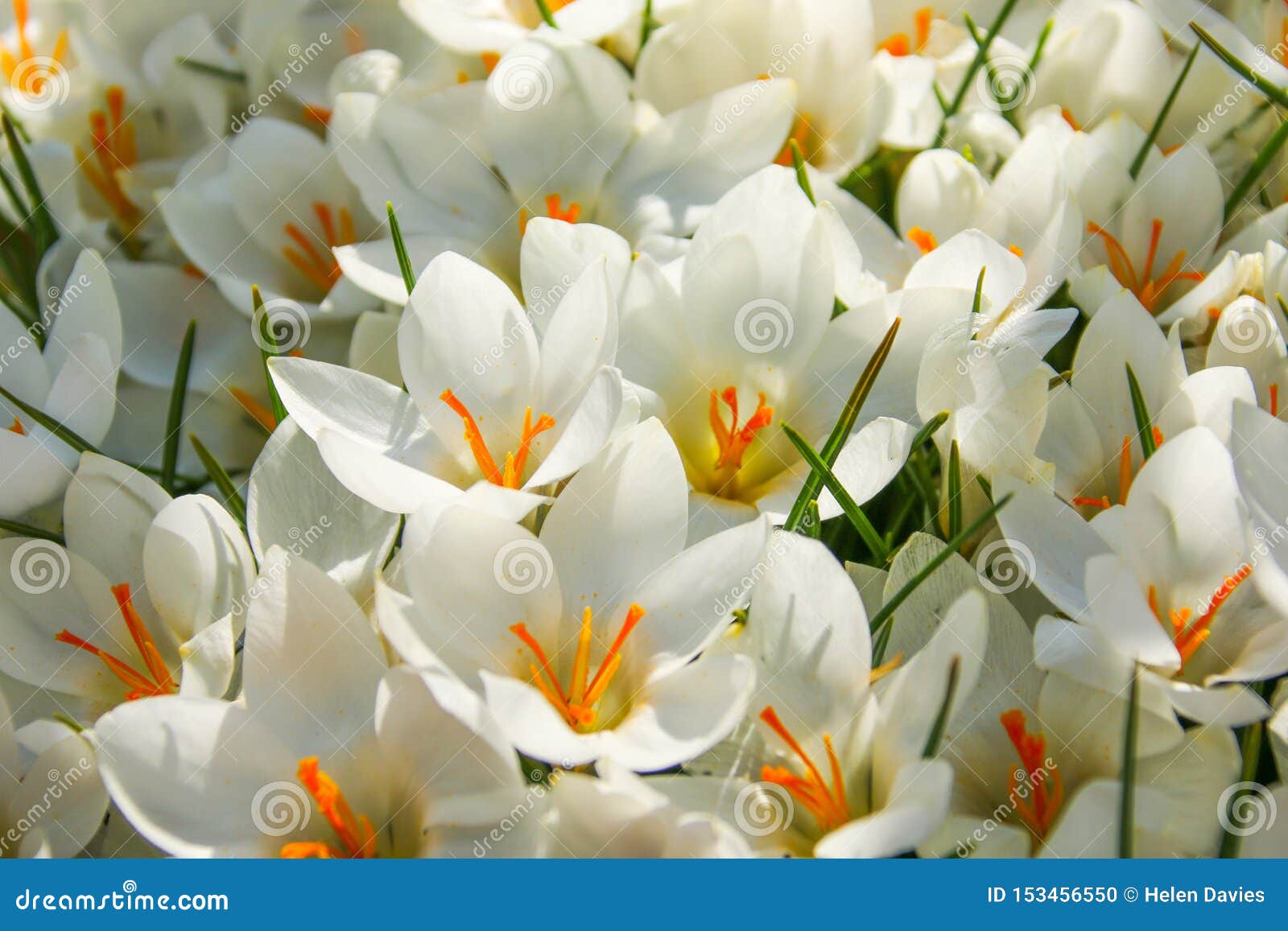 Fermez-vous Des Fleurs Blanches D'un Crocus En Pleine Floraison Photo stock  - Image du extérieur, beauté: 153456550