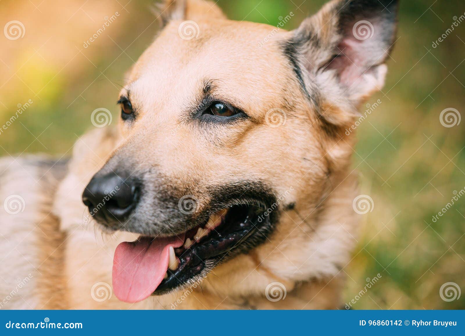 Fermez Vous Du Chien Femelle De Race Mélangé Par Bâtard Avec