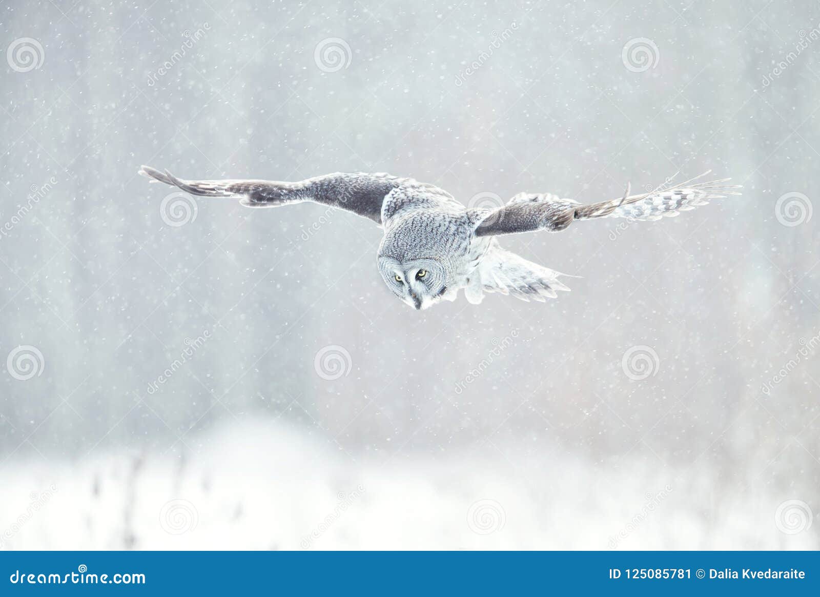 Fermez-vous du hibou de grand gris en vol en hiver. Fermez-vous du hibou de la Laponie de hibou de grand gris en vol en hiver, Finlande